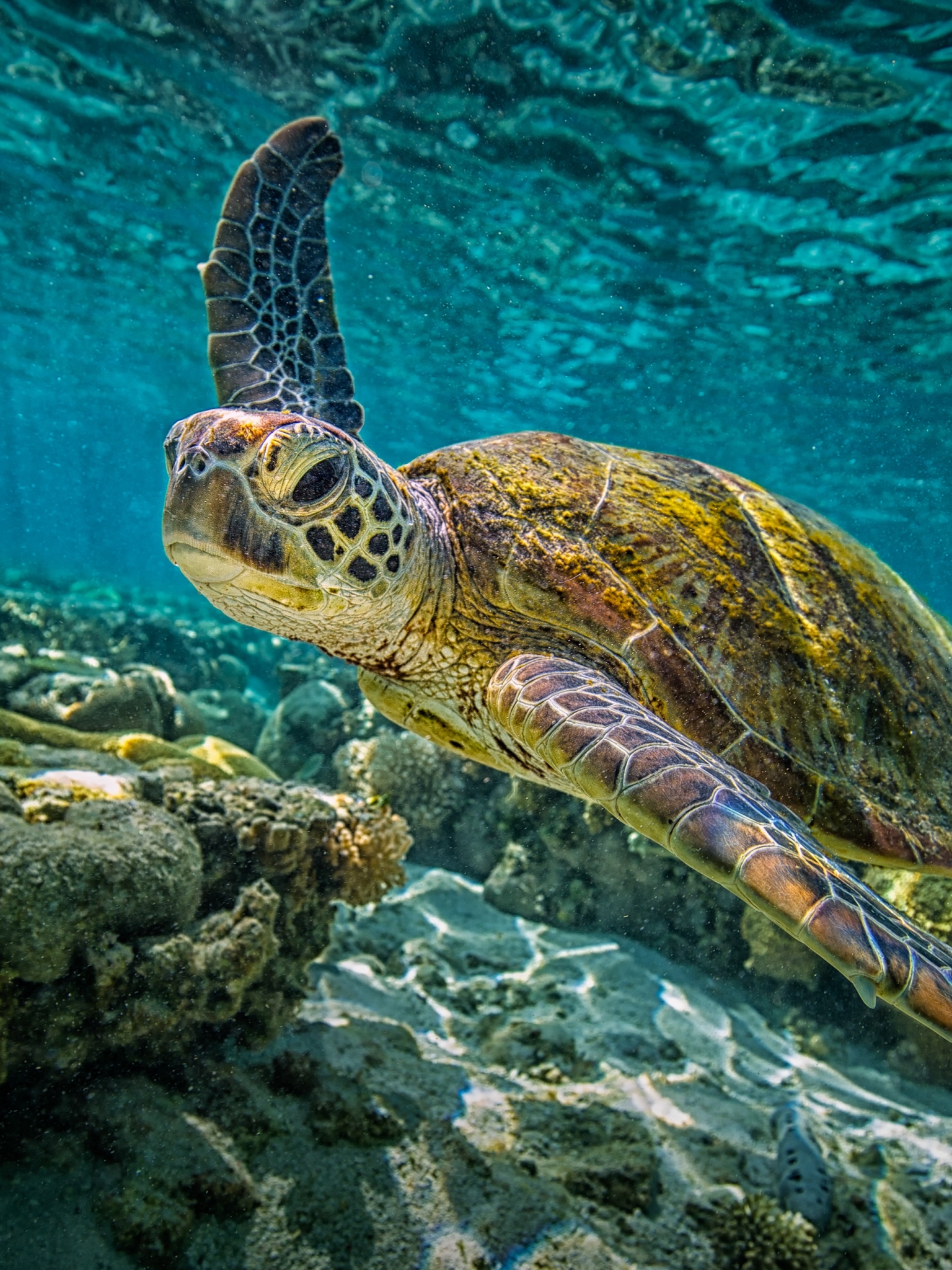 Handy-Wallpaper Tiere, Unterwasser, Schildkröte, Schildkröten, Seeleben, Leben Im Meer kostenlos herunterladen.