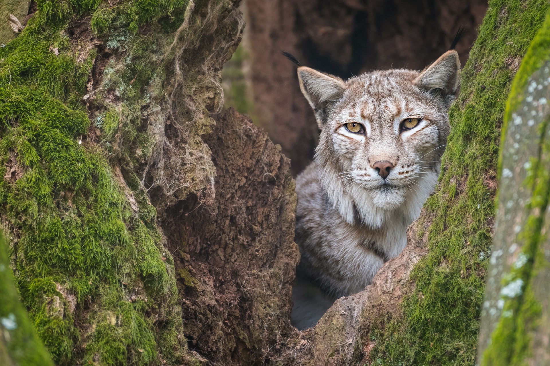 Téléchargez gratuitement l'image Animaux, Chats, Lynx sur le bureau de votre PC