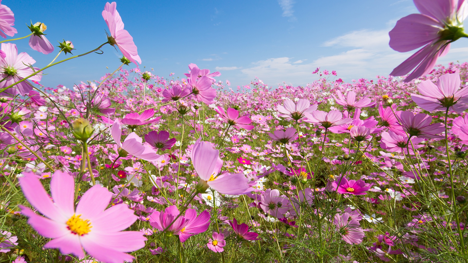 Laden Sie das Natur, Blumen, Sommer, Blume, Erde/natur, Pinke Blume, Kosmeen-Bild kostenlos auf Ihren PC-Desktop herunter