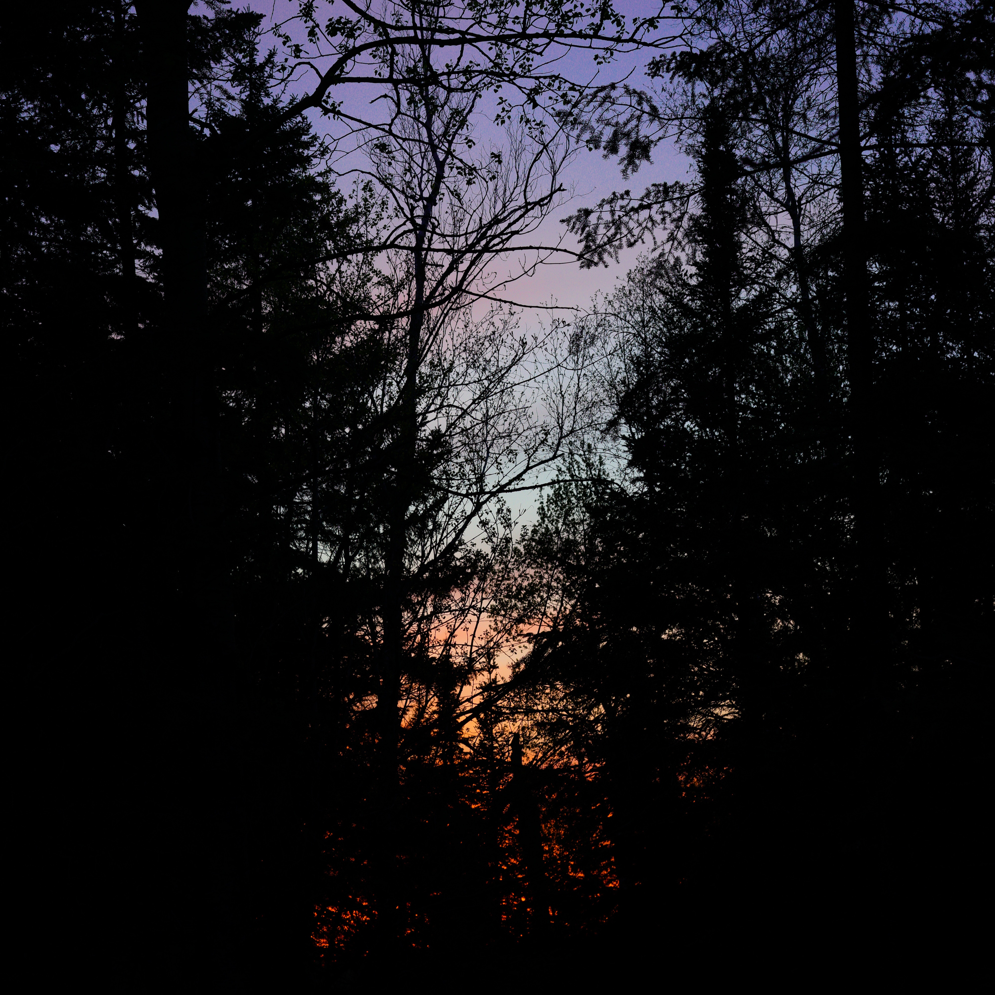 Free download wallpaper Trees, Sunset, Branches, Nature, Dark, Forest on your PC desktop