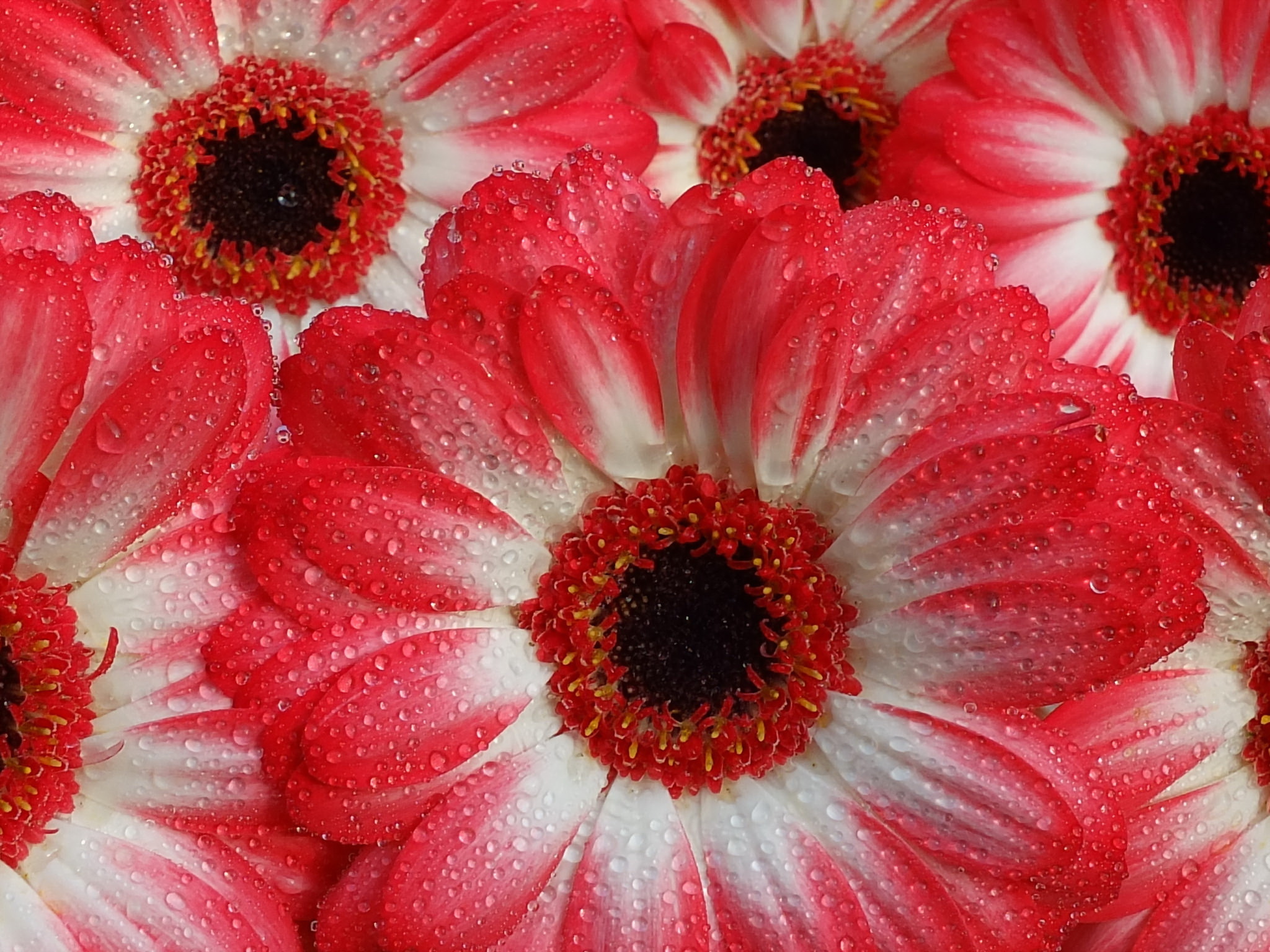 Download mobile wallpaper Nature, Flowers, Flower, Earth, Gerbera, Red Flower, Water Drop for free.