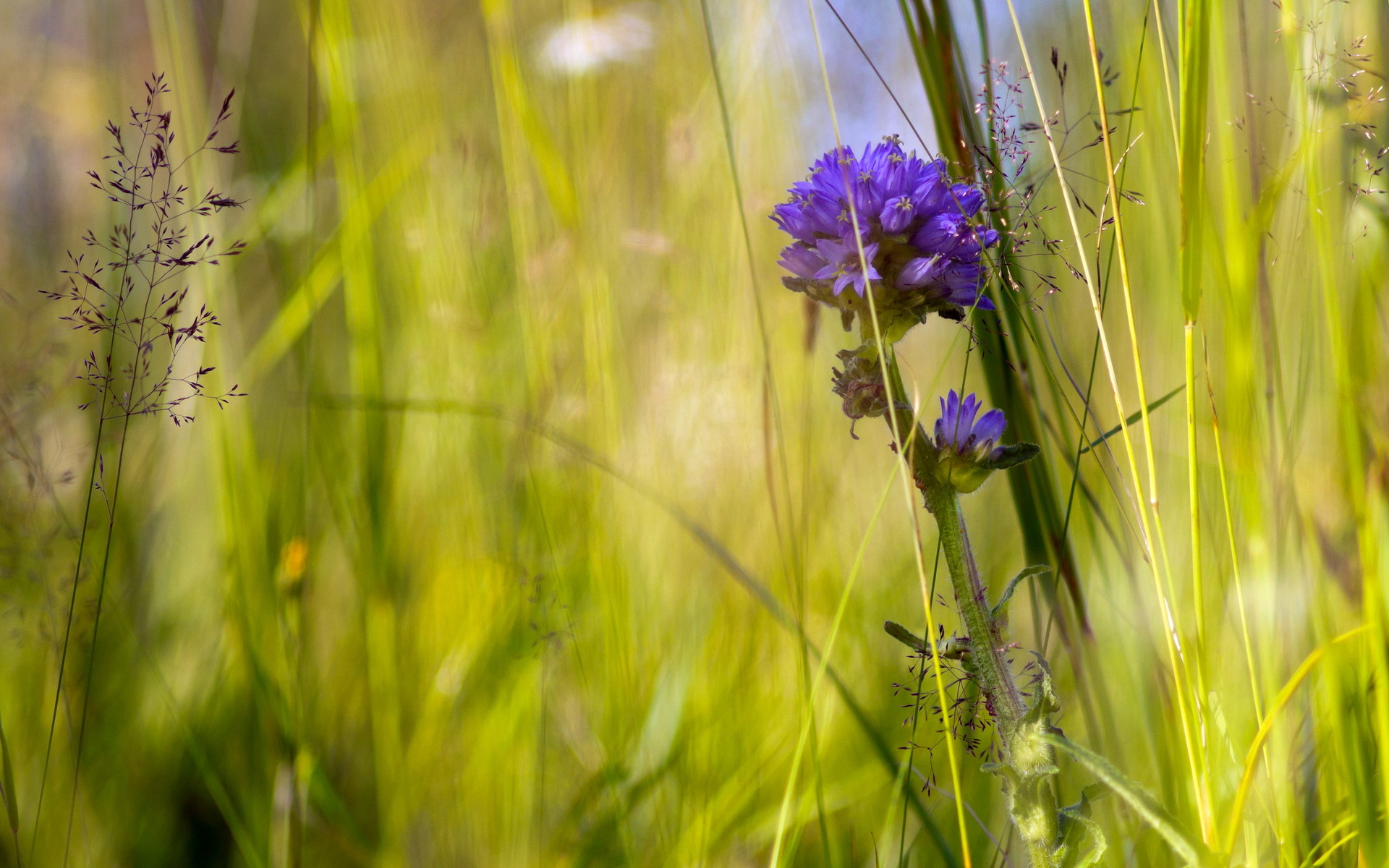 Free download wallpaper Flowers, Flower, Earth on your PC desktop