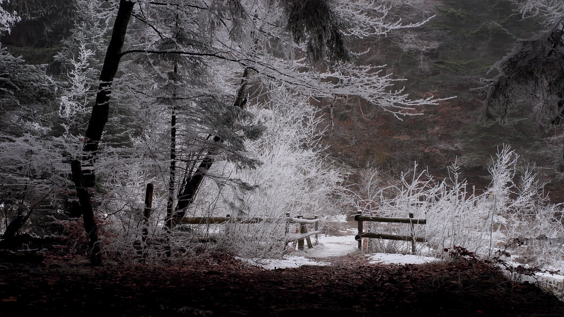 Descarga gratuita de fondo de pantalla para móvil de Nieve, Invierno, Bosque, Tierra/naturaleza.