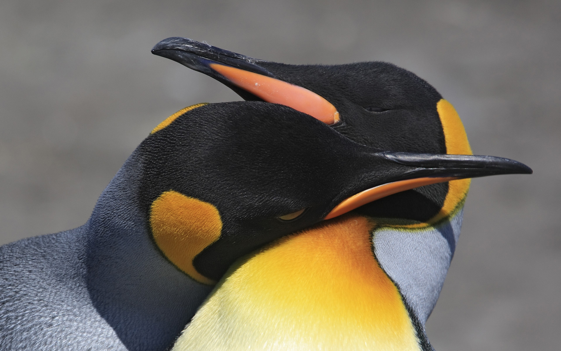 PCデスクトップに動物, 鳥, ペンギン画像を無料でダウンロード