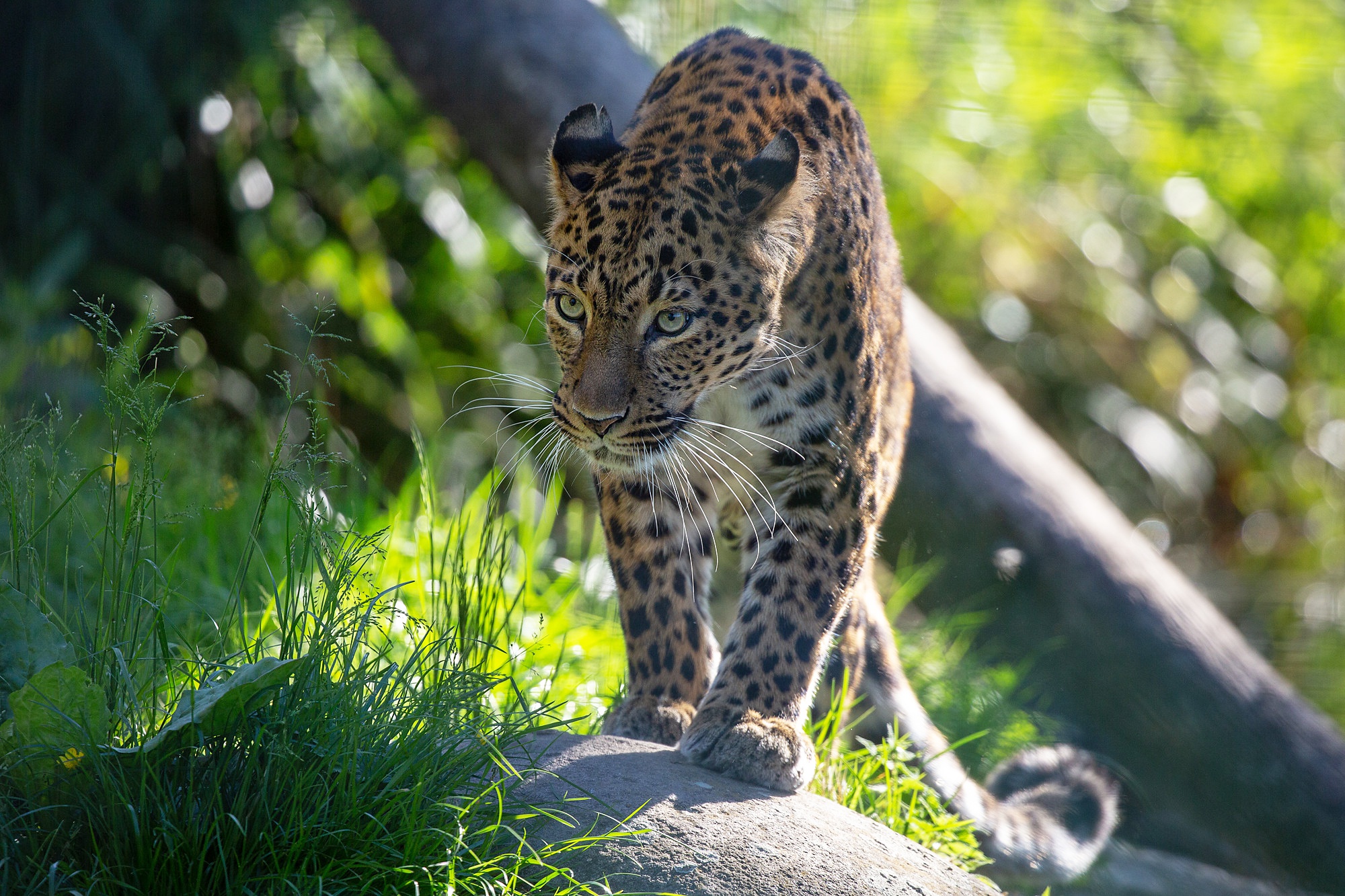 Baixar papel de parede para celular de Animais, Gatos, Leopardo, Bokeh gratuito.