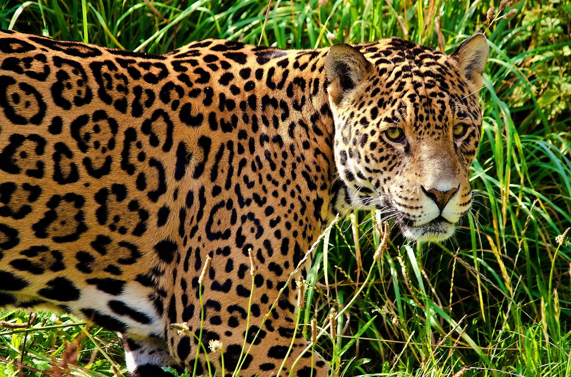 Download mobile wallpaper Grass, Sight, Opinion, Stroll, Animals, Predator, Big Cat, Jaguar for free.