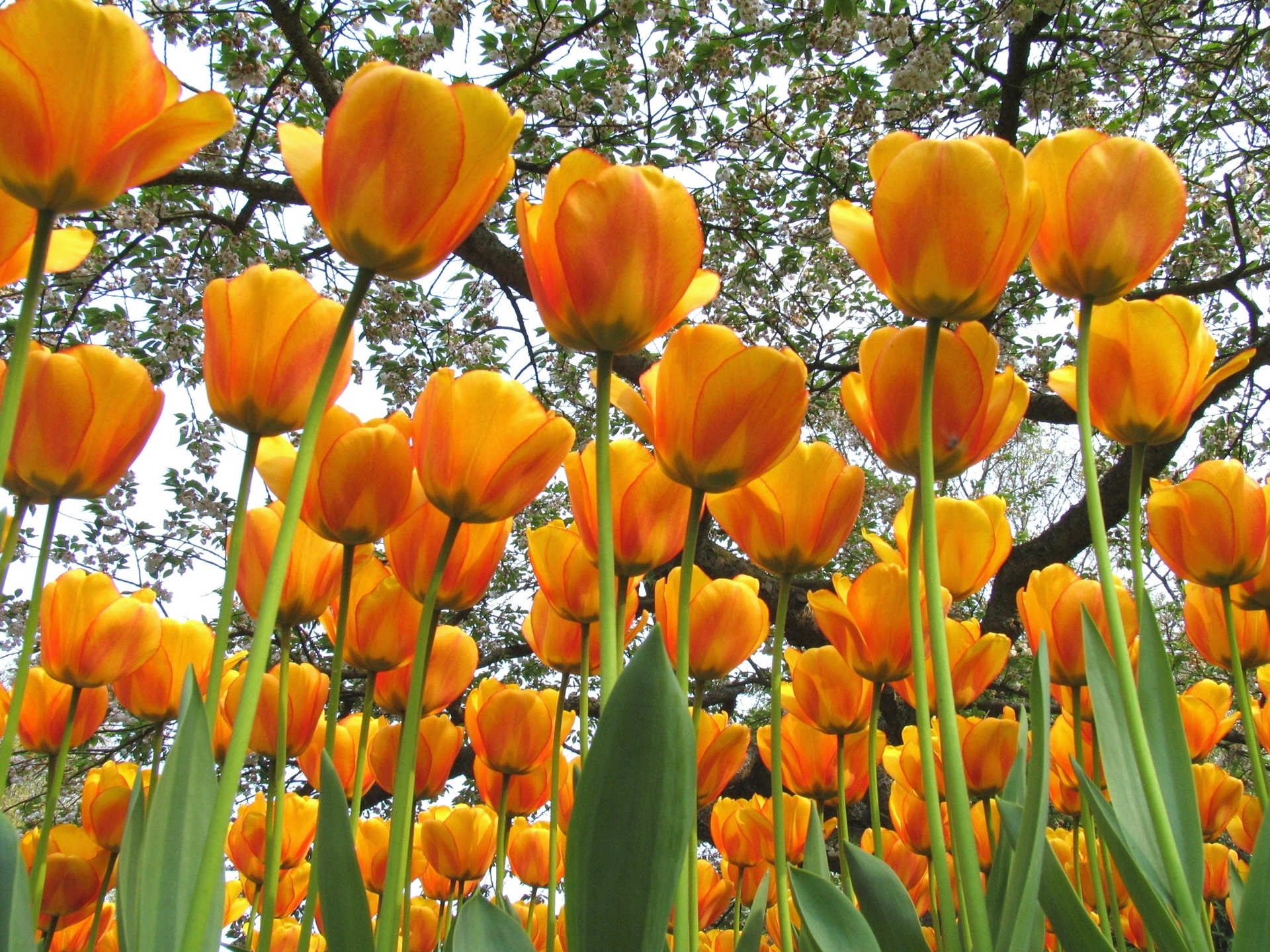 Téléchargez gratuitement l'image Tulipes, Printemps, Arbres, Humeur, Ambiance, Fleurs, Source sur le bureau de votre PC