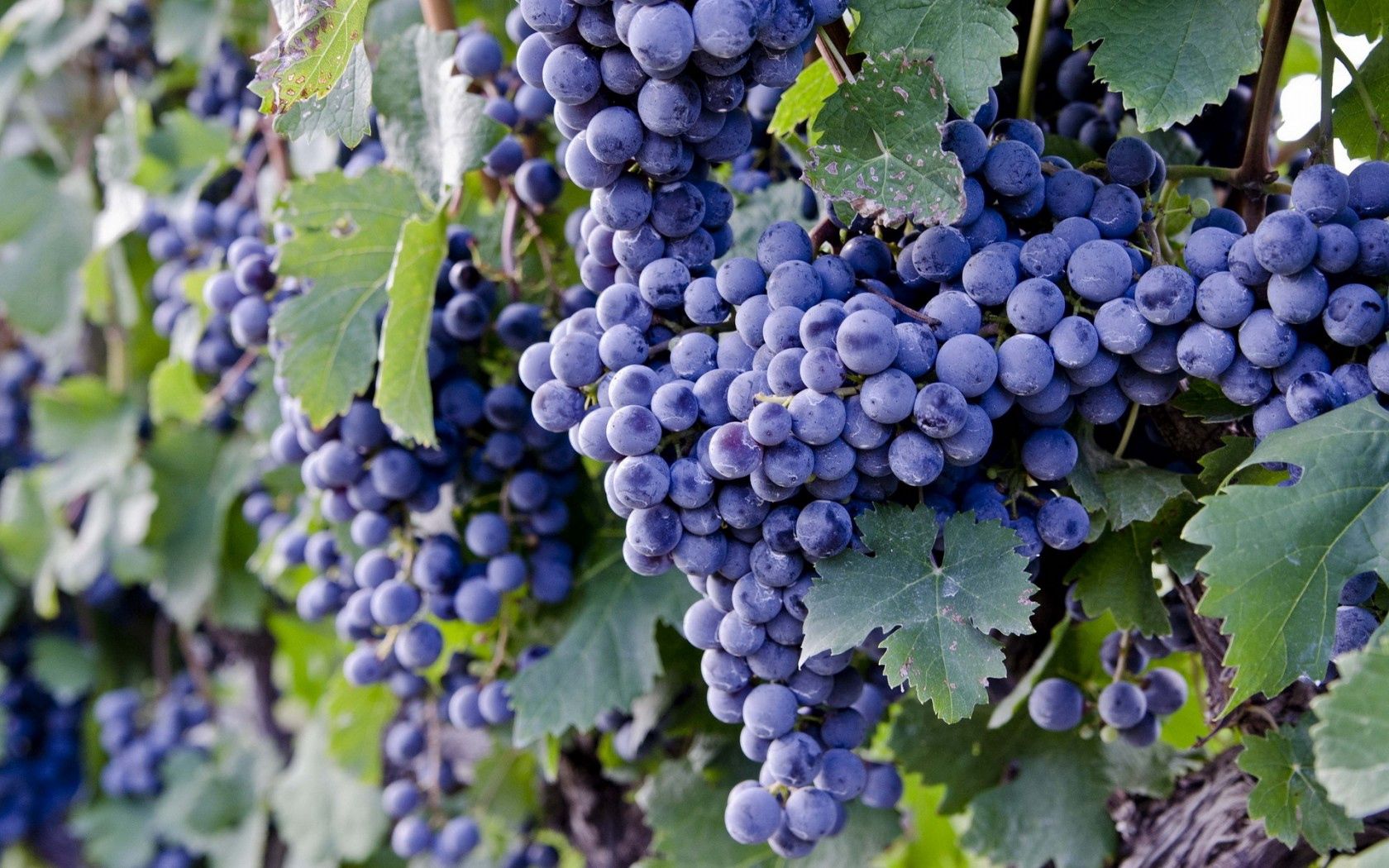 Download mobile wallpaper Food, Nature, Grapes for free.