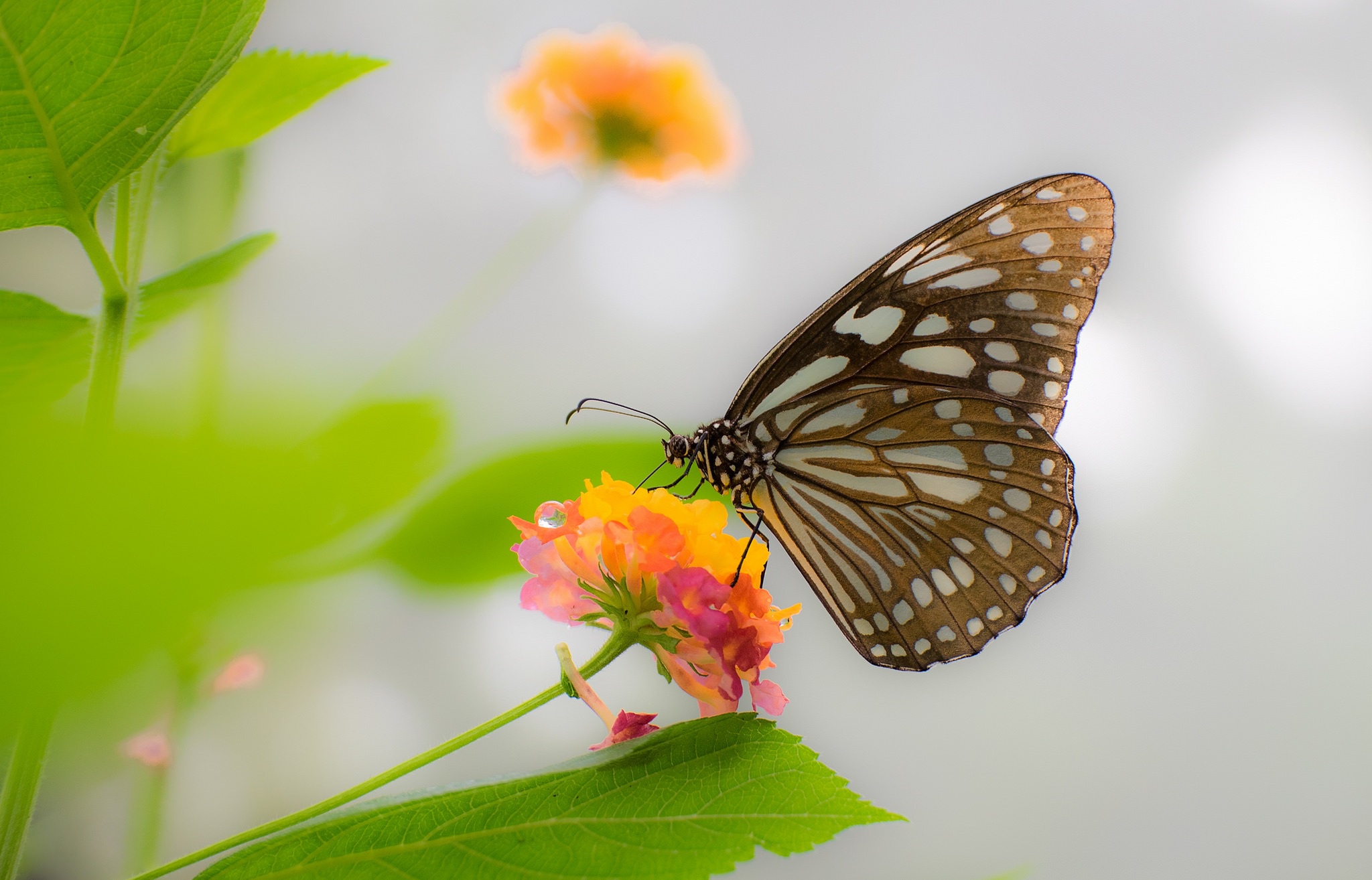 Download mobile wallpaper Flower, Macro, Insect, Butterfly, Animal for free.