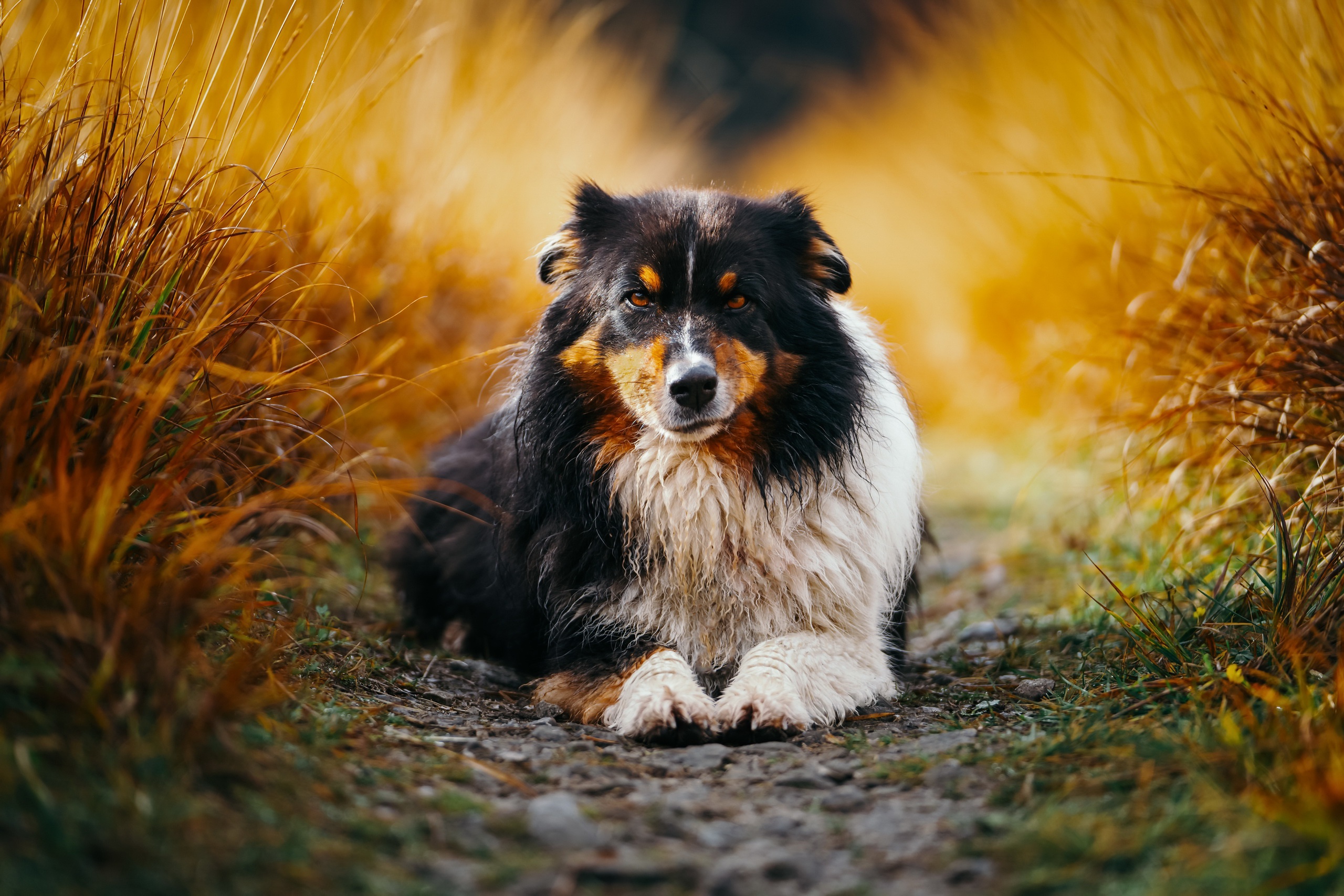 Téléchargez gratuitement l'image Animaux, Chiens, Chien sur le bureau de votre PC