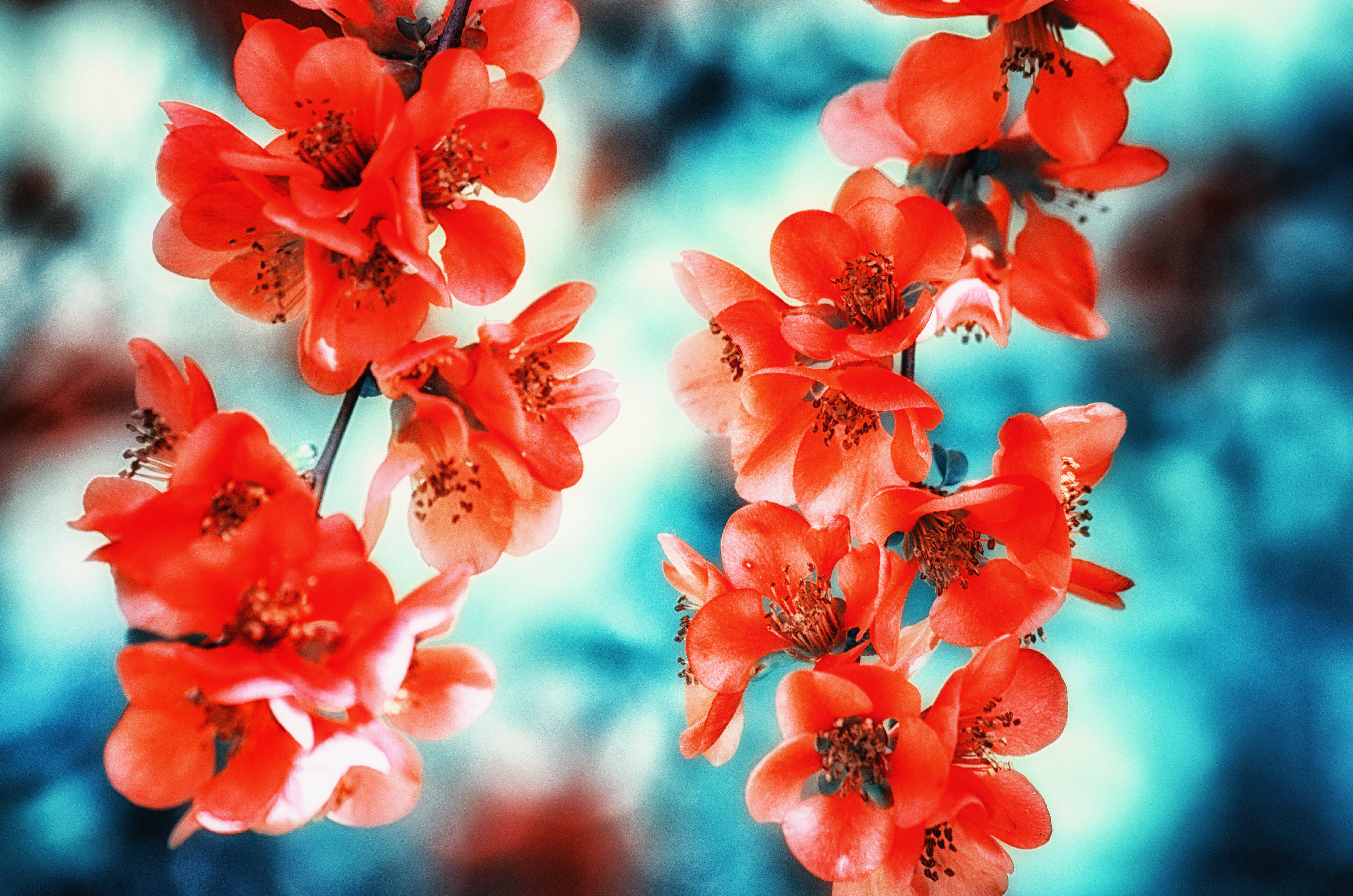 Handy-Wallpaper Chaenomeles Japonica, Japanische Quitte, Bokeh, Blüte, Frühling, Blumen, Blume, Erde/natur kostenlos herunterladen.