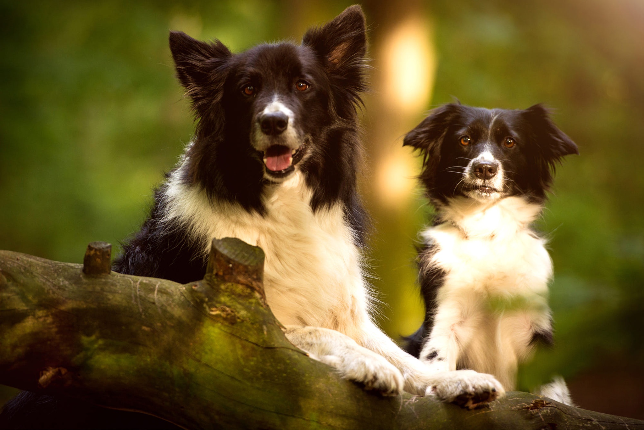 Handy-Wallpaper Tiere, Hunde, Hund, Welpen, Border Collie, Tierbaby kostenlos herunterladen.