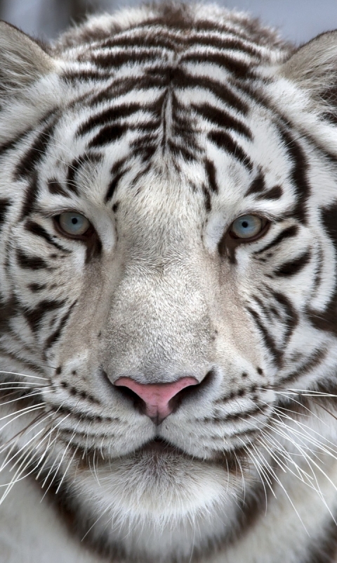 Descarga gratuita de fondo de pantalla para móvil de Animales, Gatos, Tigre Blanco.