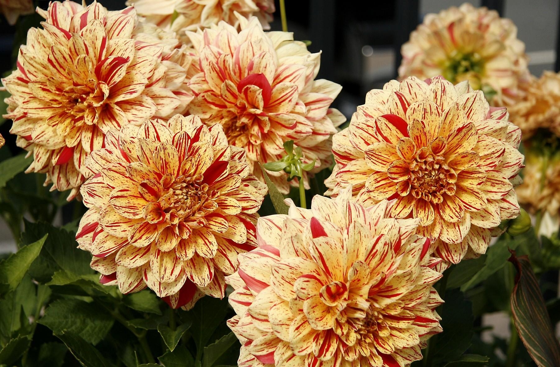 flowers, bright, close up, dahlias, variegated, mottled