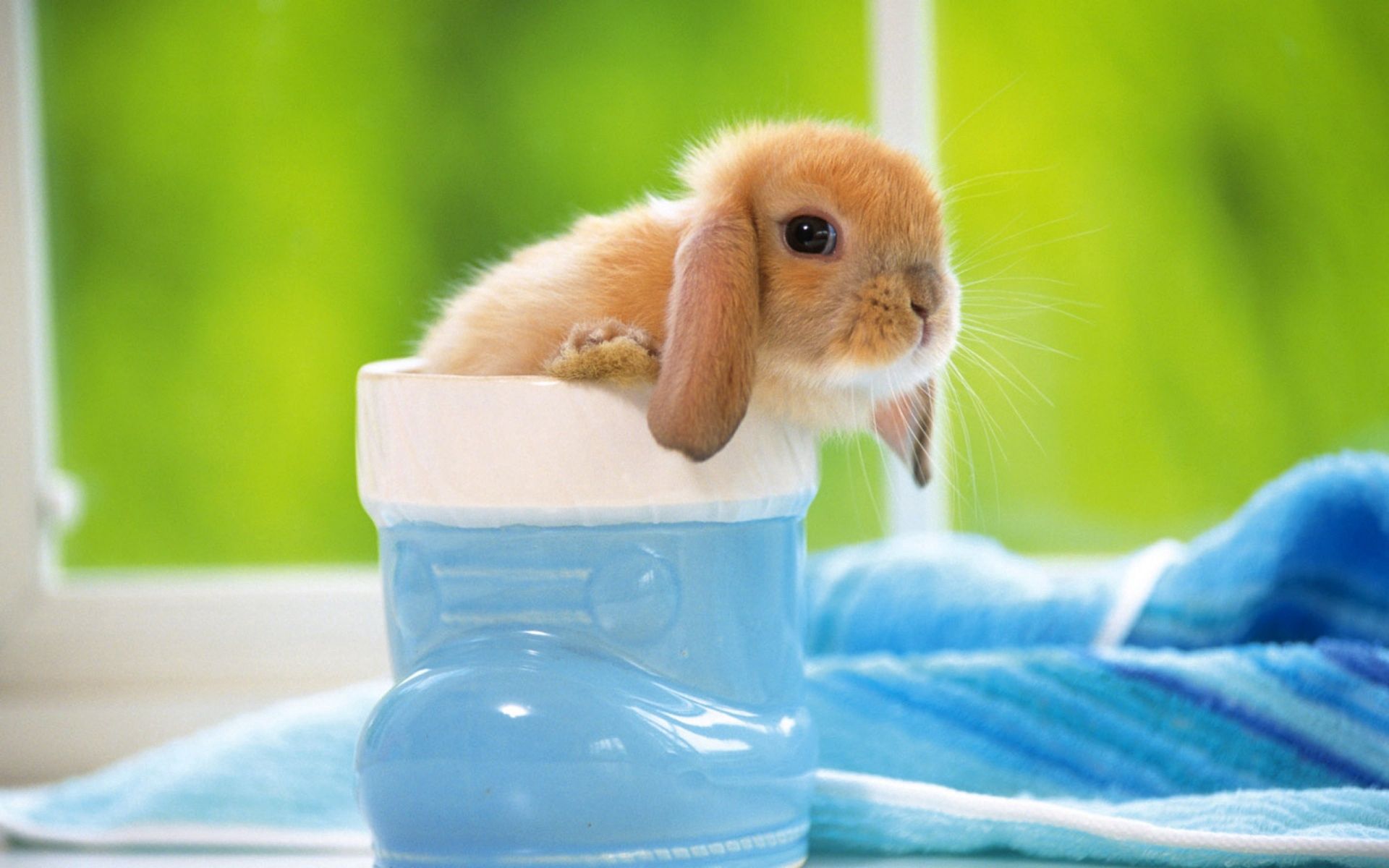 Free download wallpaper Animals, Muzzle, Ears, Rabbit on your PC desktop