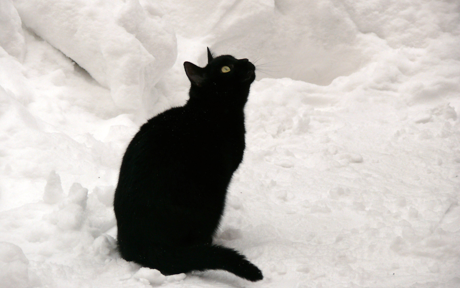 Baixe gratuitamente a imagem Animais, Gatos, Gato na área de trabalho do seu PC