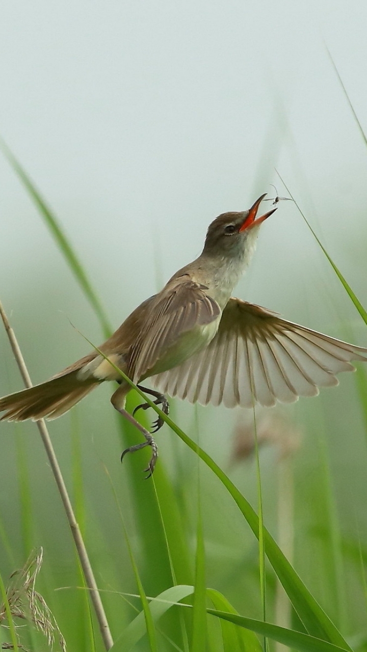 無料モバイル壁紙動物, 鳥をダウンロードします。