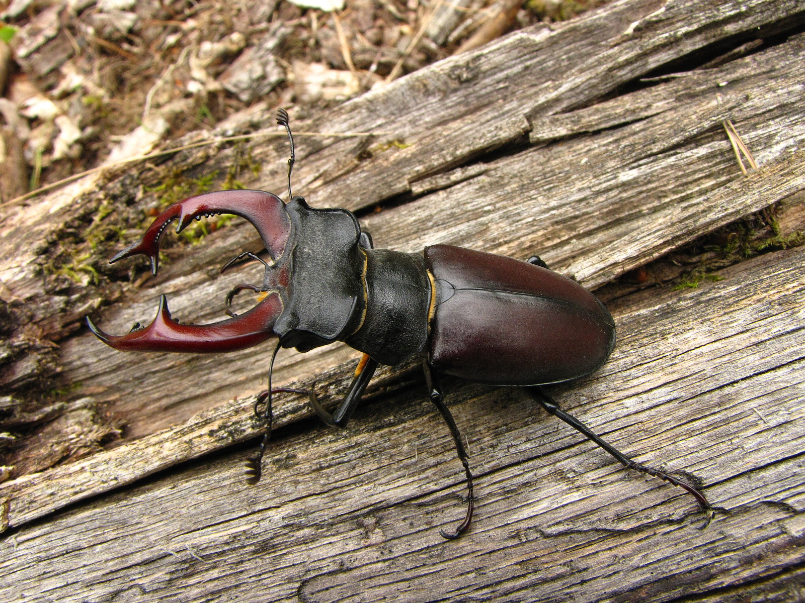 animal, stag beetle