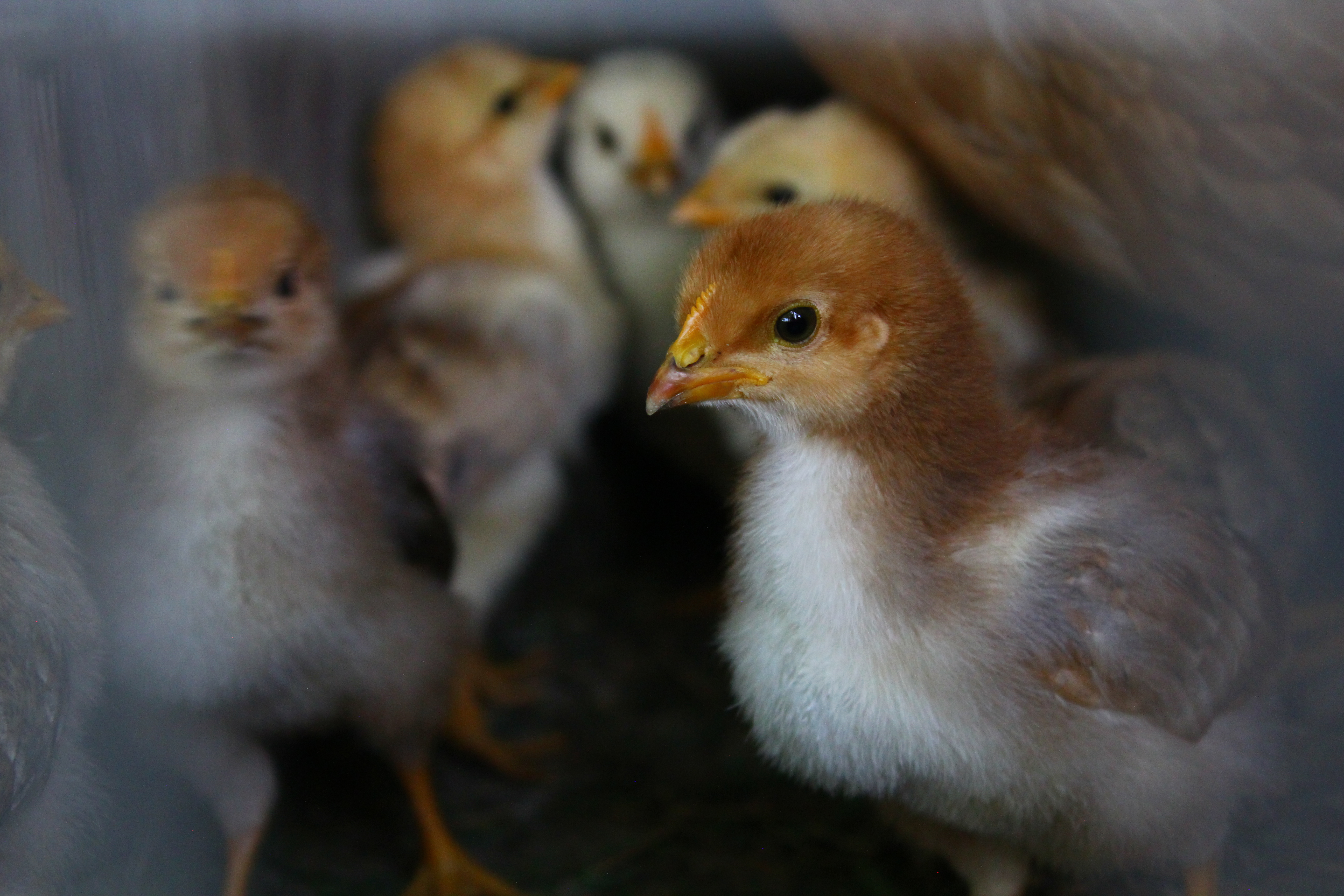 無料モバイル壁紙動物, 鳥をダウンロードします。