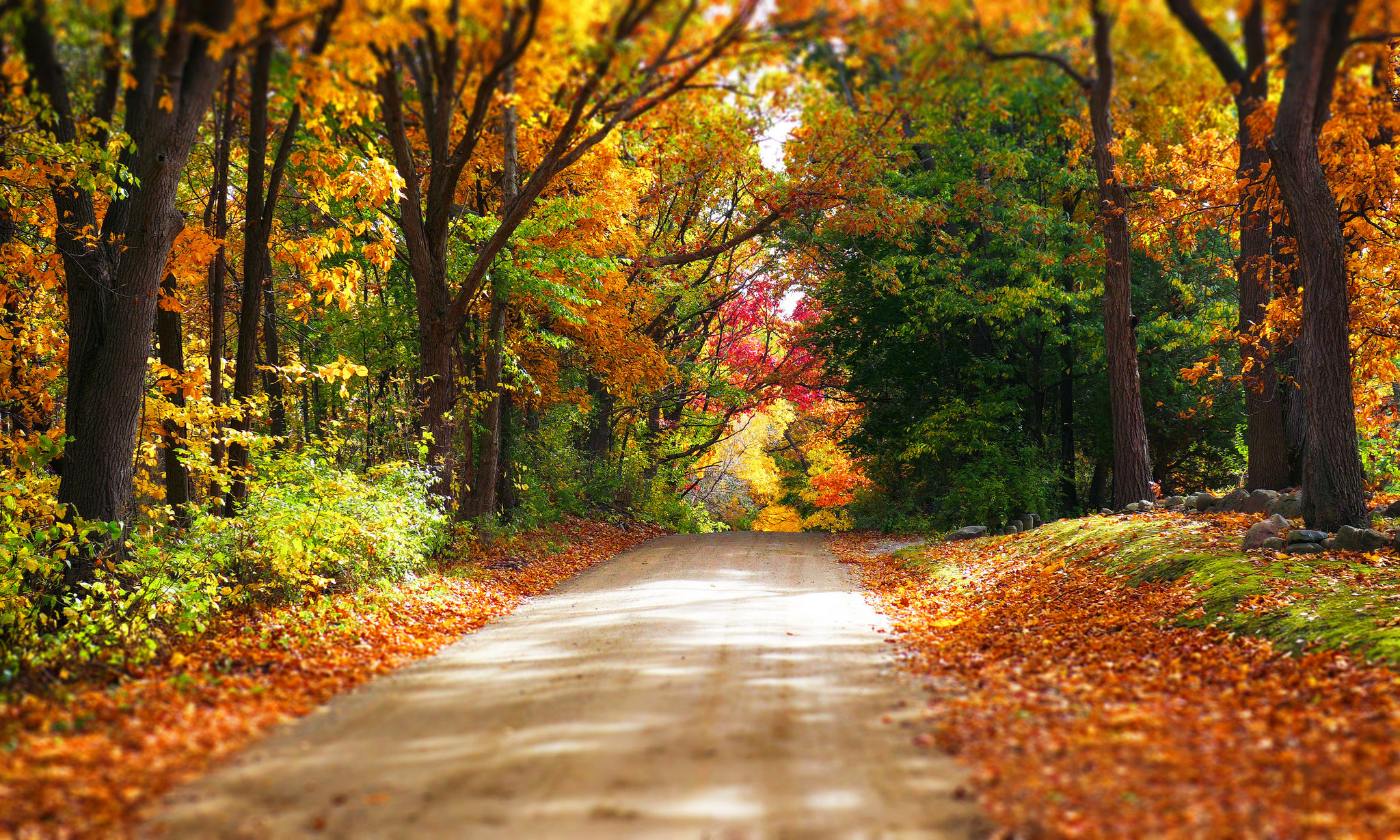 Download mobile wallpaper Road, Forest, Fall, Man Made, Dirt Road for free.
