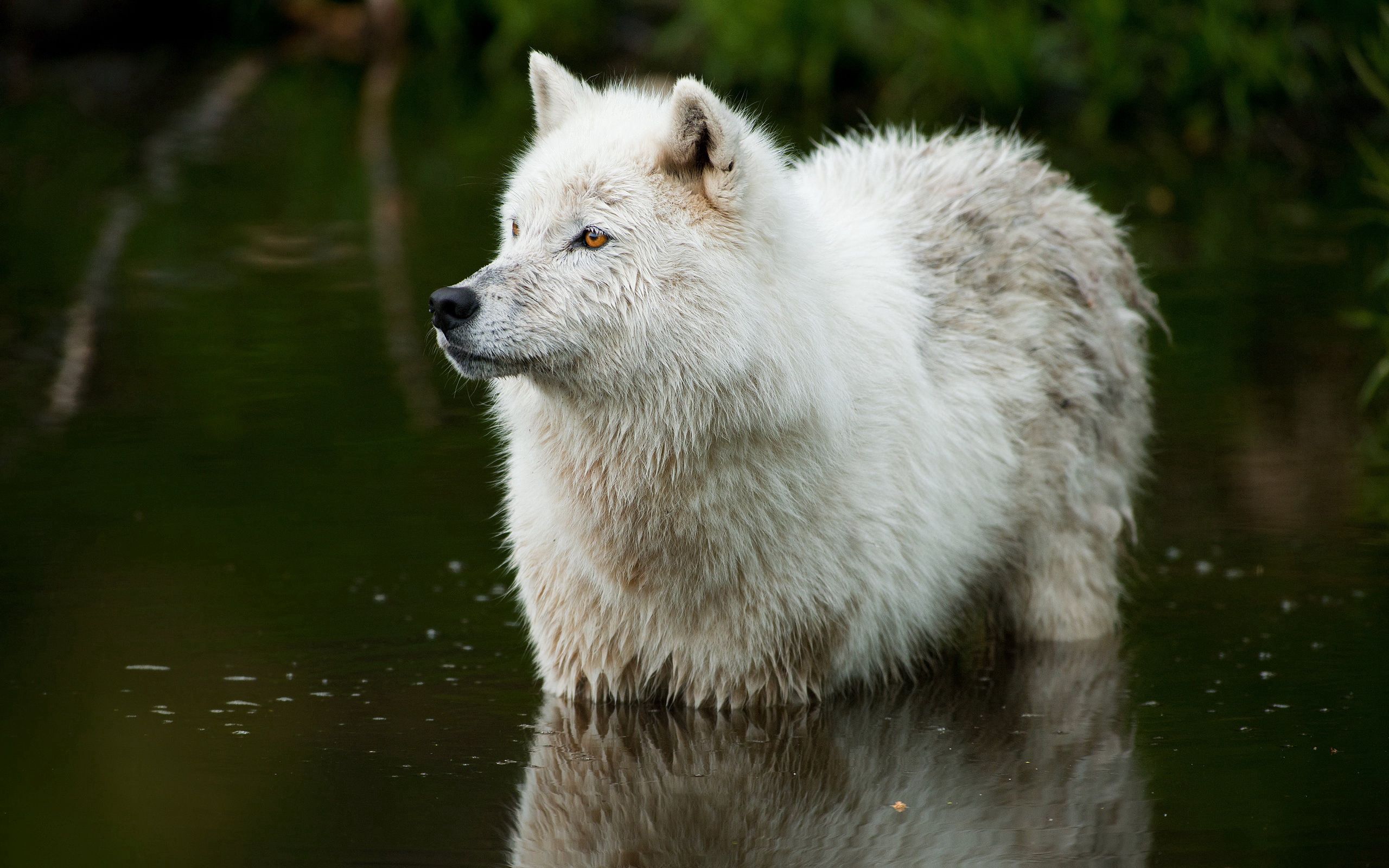 Download mobile wallpaper Animals, Predator, Water, Wolf for free.