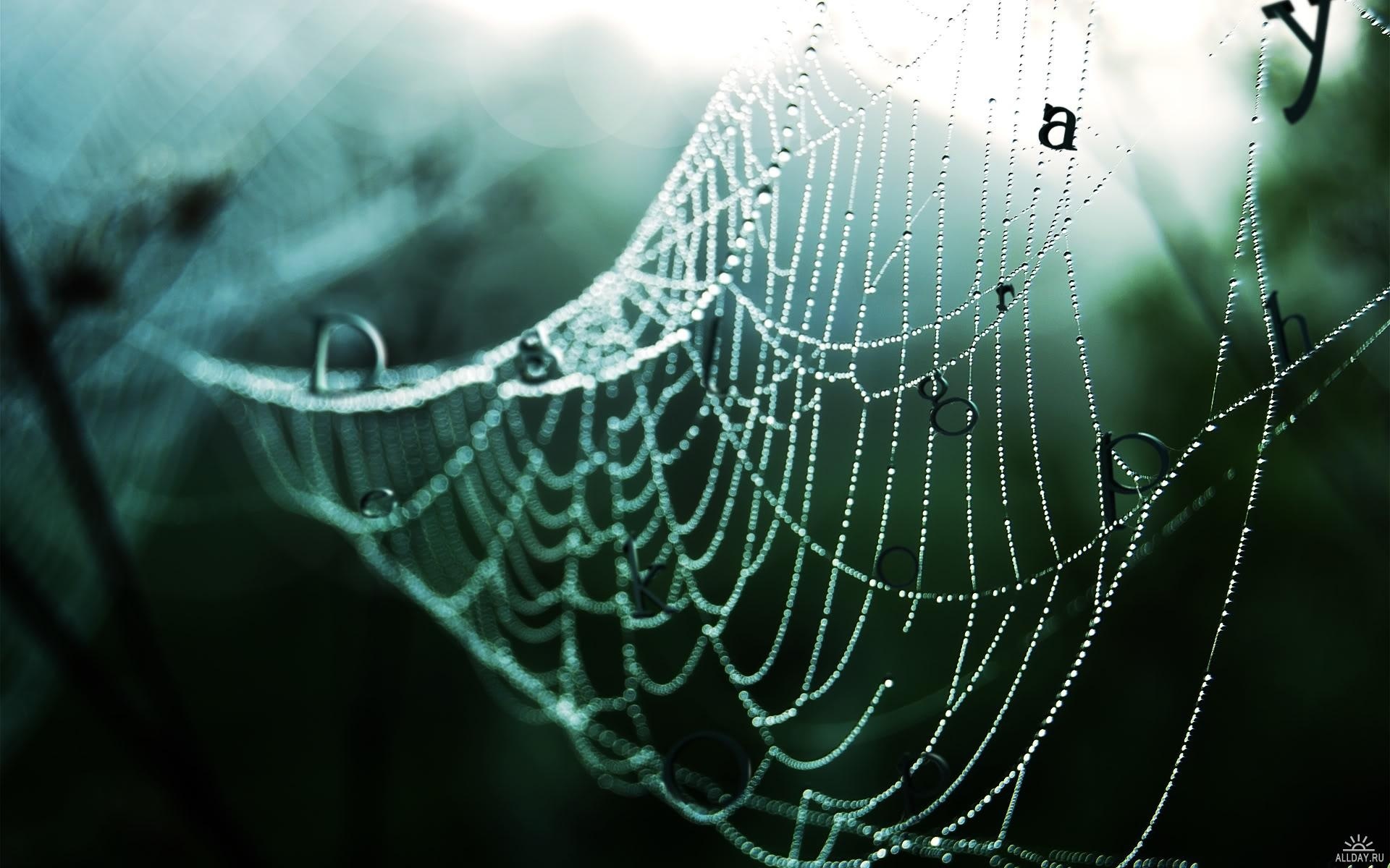 Download mobile wallpaper Photography, Spider Web for free.