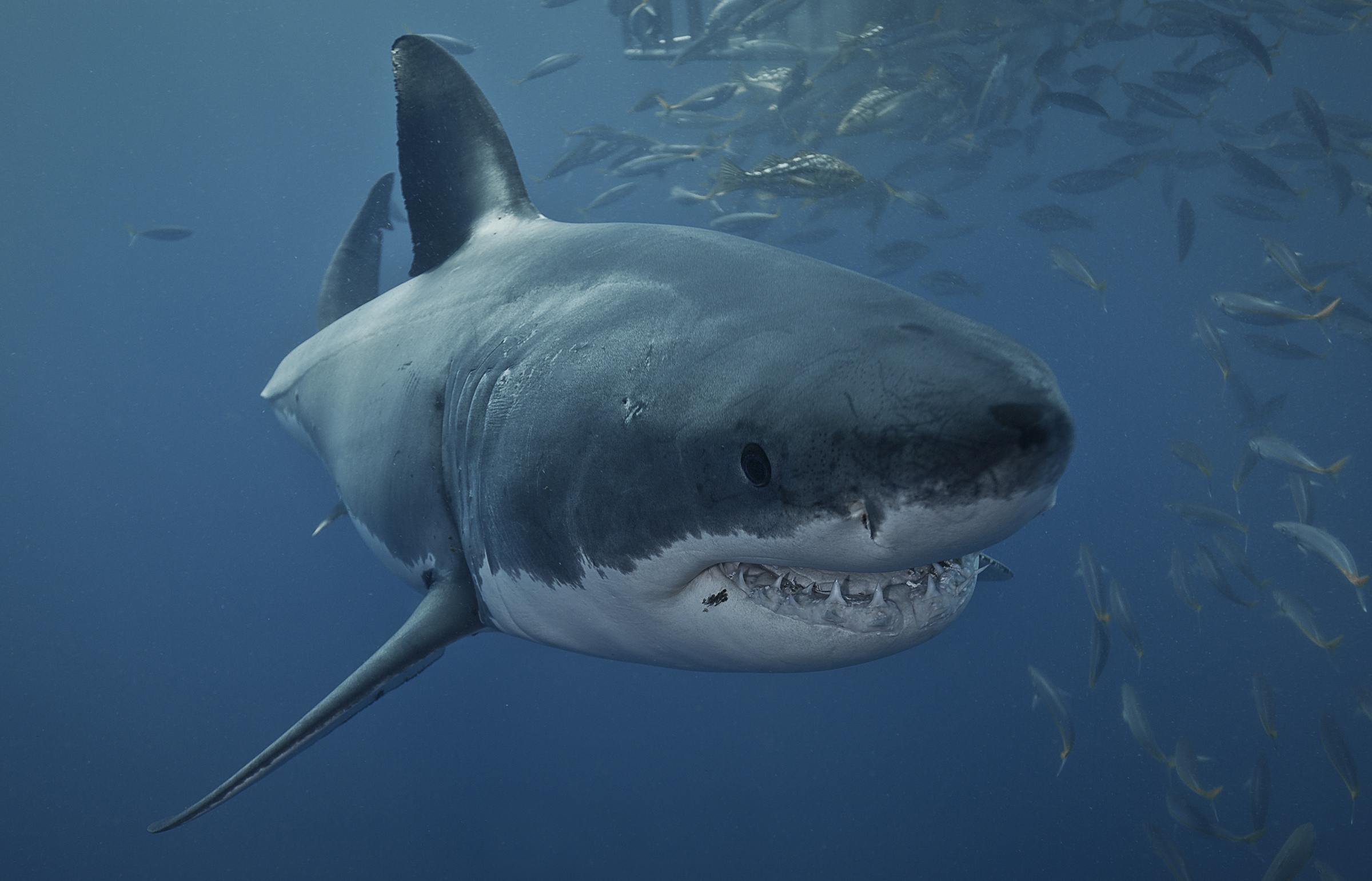 Handy-Wallpaper Tiere, Unterwasser, Hai, Großer Weißer Hai, Seeleben, Haie kostenlos herunterladen.