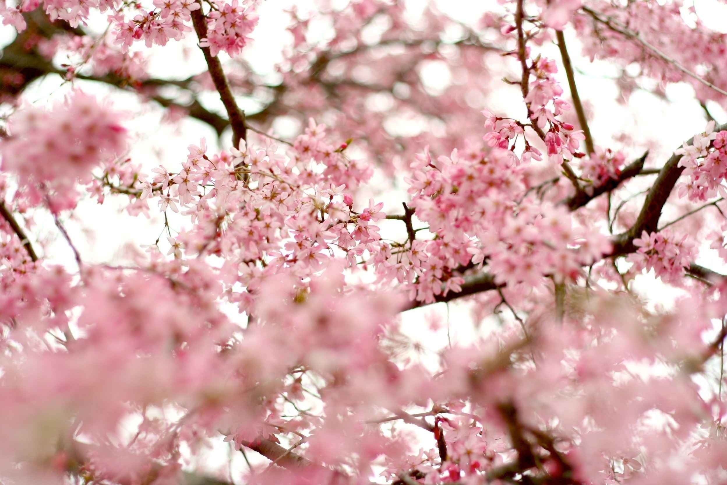 Téléchargez des papiers peints mobile Fleurs, Floraison, Terre/nature gratuitement.