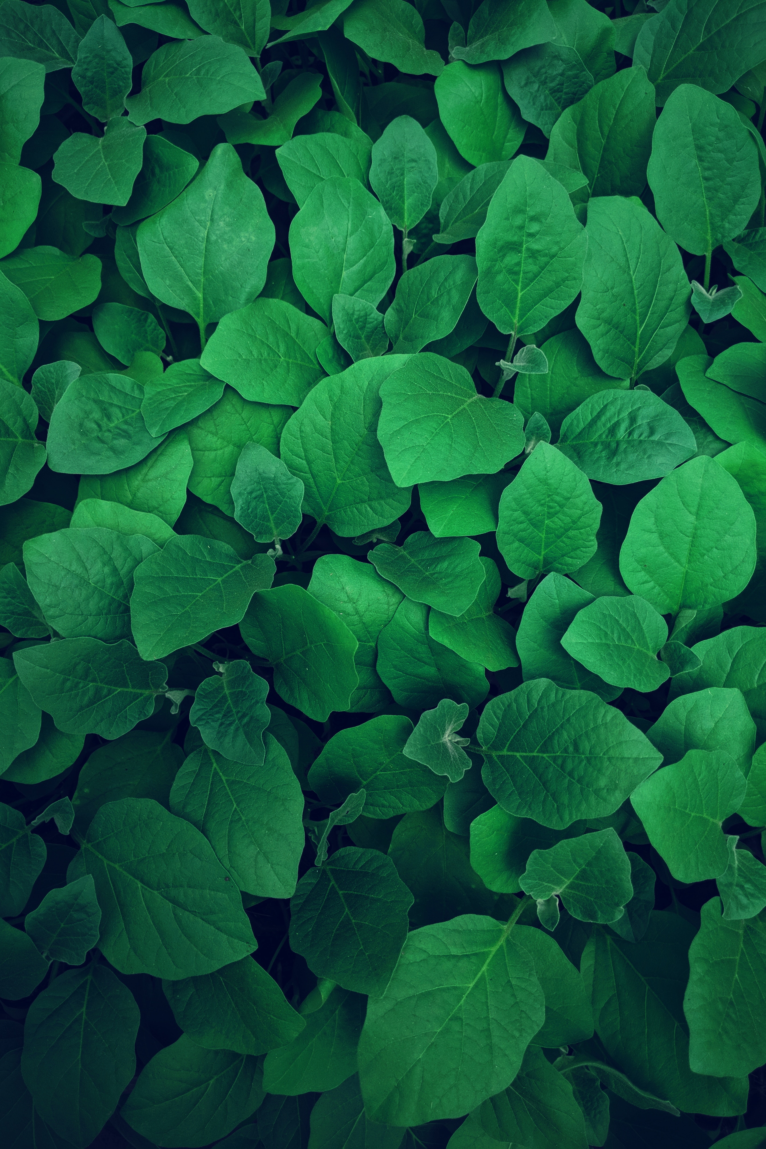 Free download wallpaper Plant, Vegetation, Nature, Greens, Leaves on your PC desktop