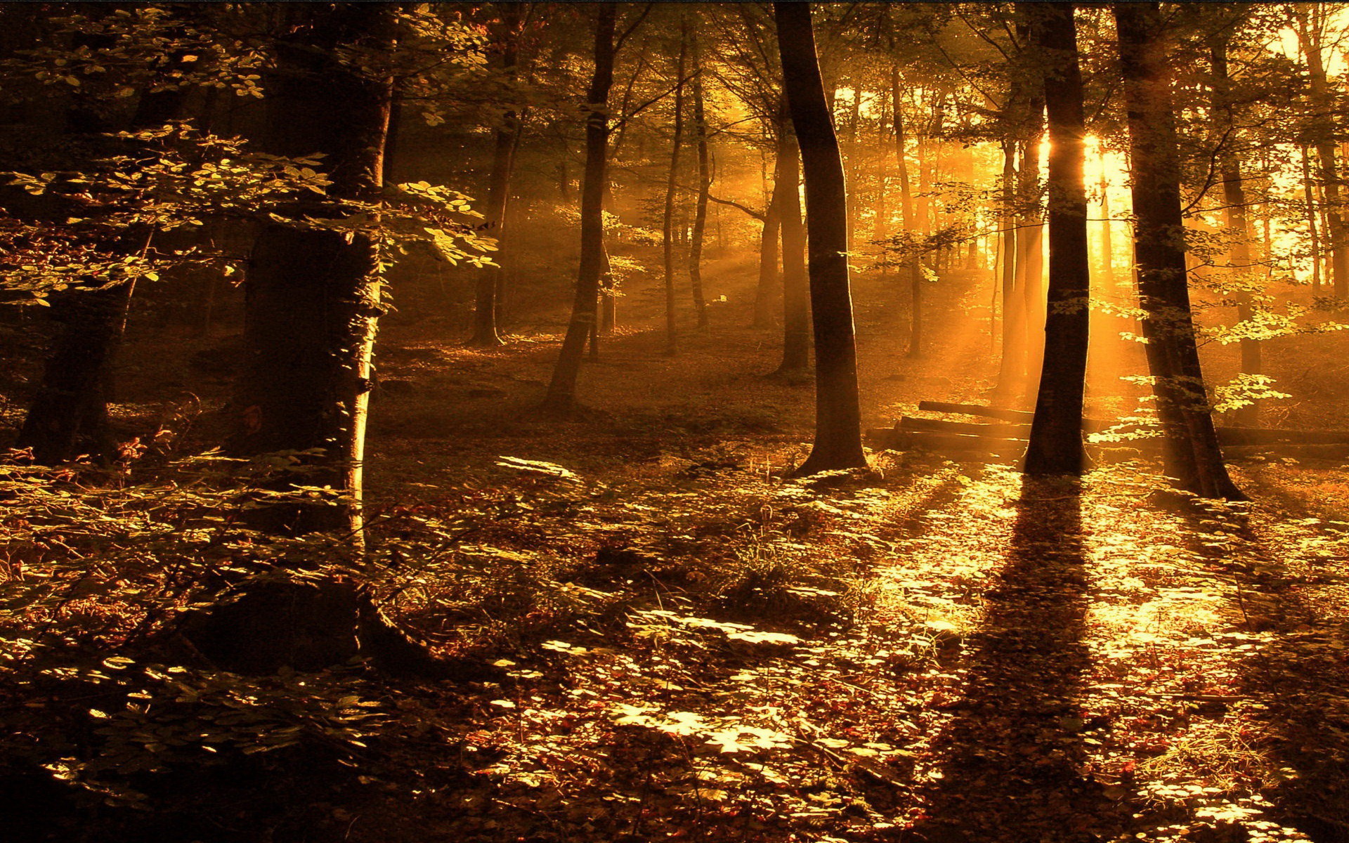 Descarga gratuita de fondo de pantalla para móvil de Rayo De Sol, Tierra/naturaleza.