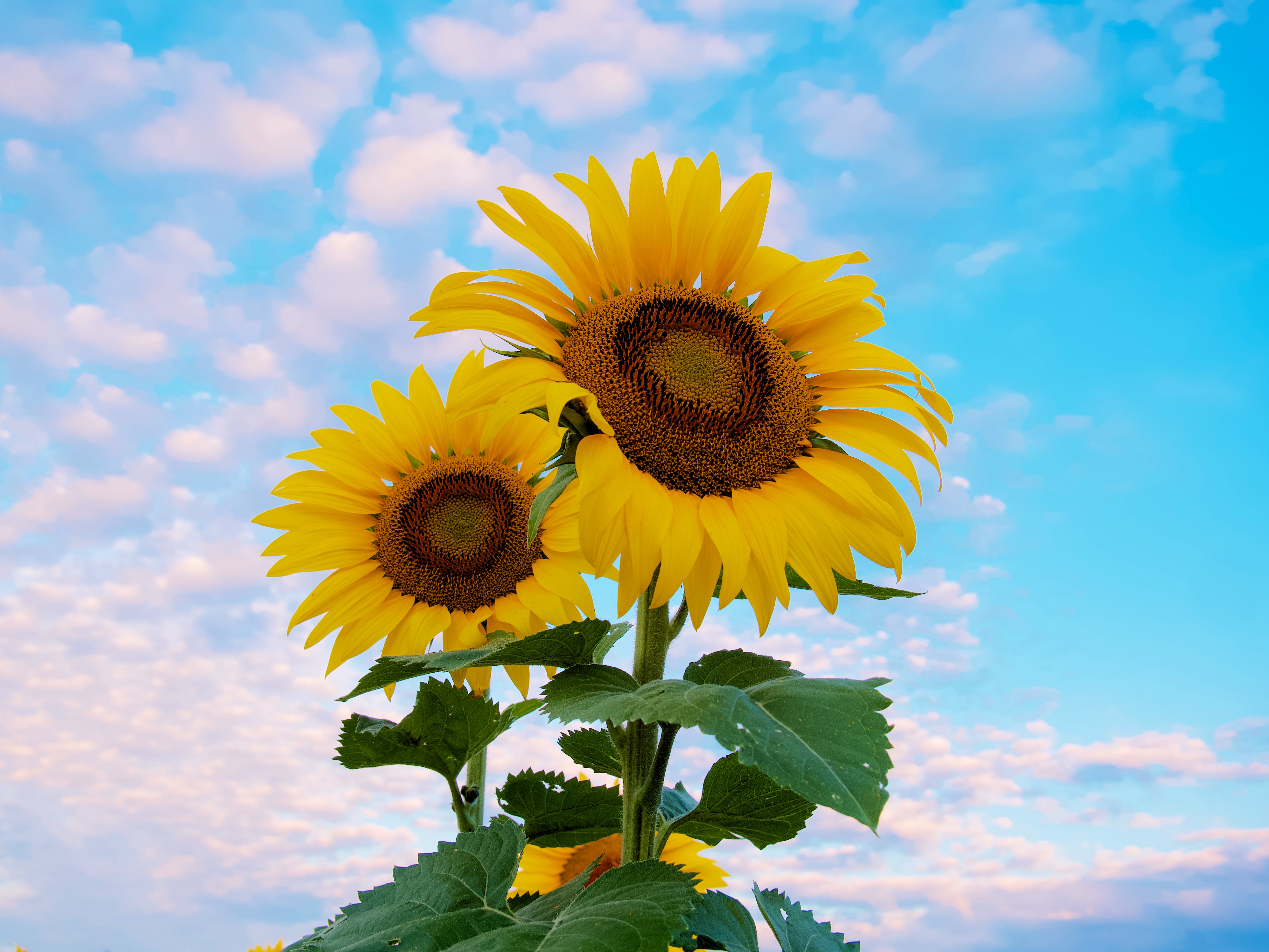 Download mobile wallpaper Petals, Sky, Flowers, Sunflower for free.