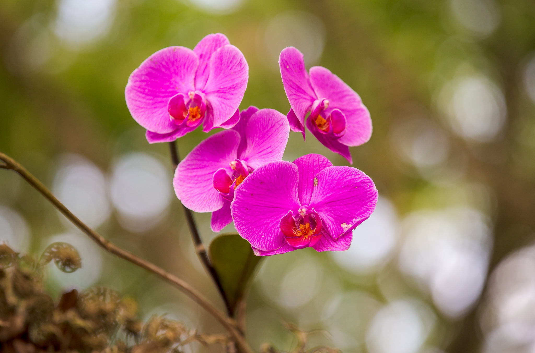 Free download wallpaper Nature, Flowers, Flower, Earth, Bokeh, Orchid, Pink Flower on your PC desktop