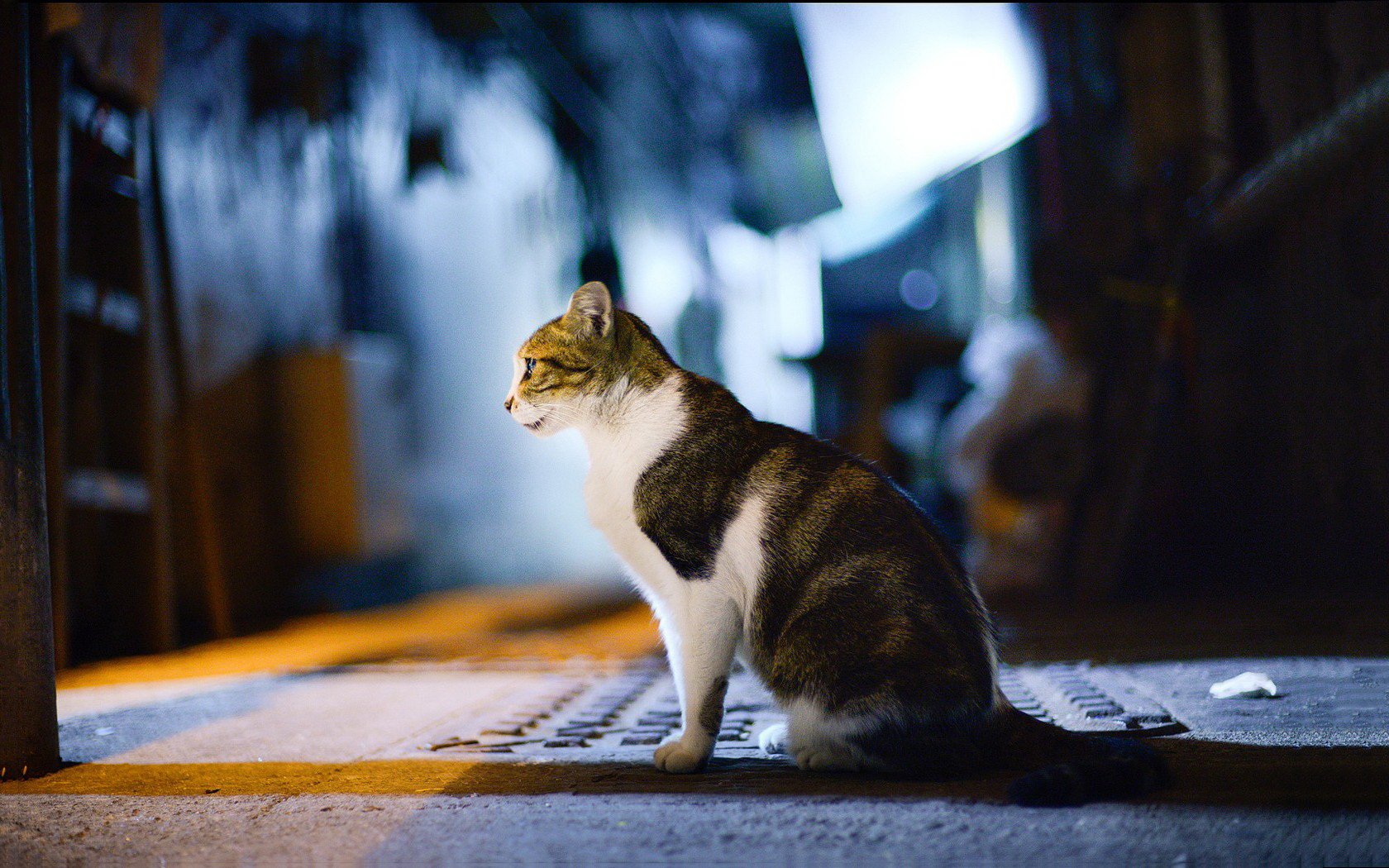 Baixe gratuitamente a imagem Animais, Gatos, Gato na área de trabalho do seu PC