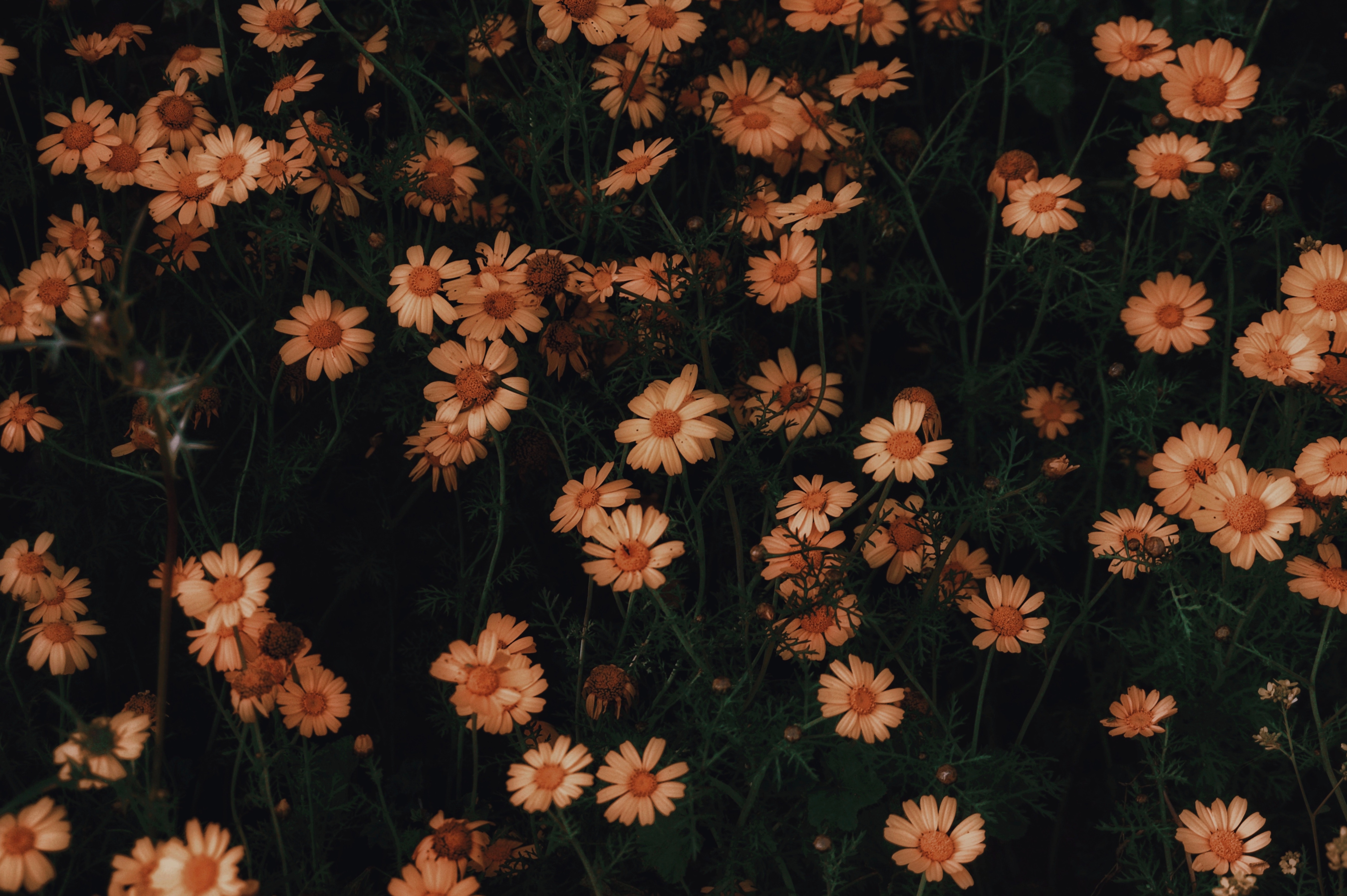90963 descargar fondo de pantalla floración, flores, camomila, planta, florecer: protectores de pantalla e imágenes gratis