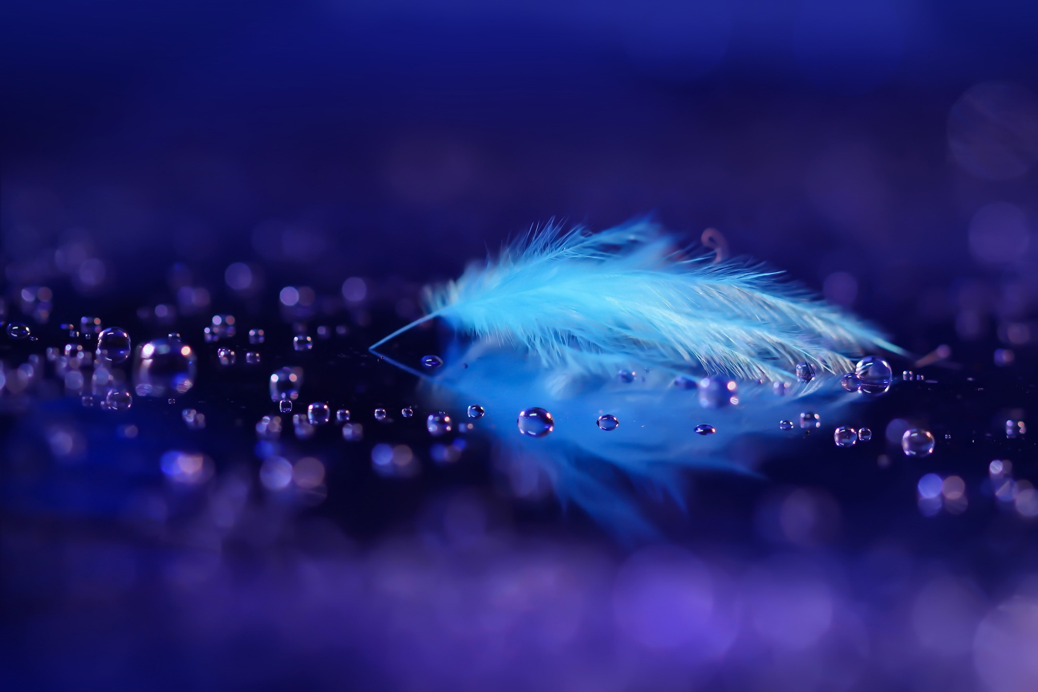 Free download wallpaper Feather, Reflection, Close Up, Photography, Water Drop on your PC desktop