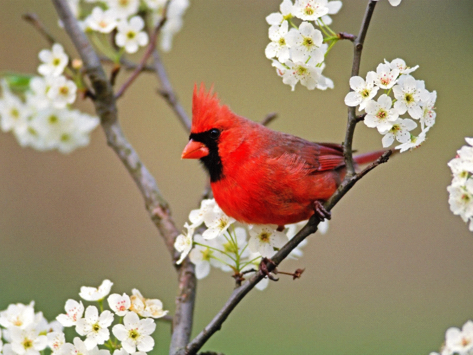 Laden Sie das Vögel, Tiere-Bild kostenlos auf Ihren PC-Desktop herunter