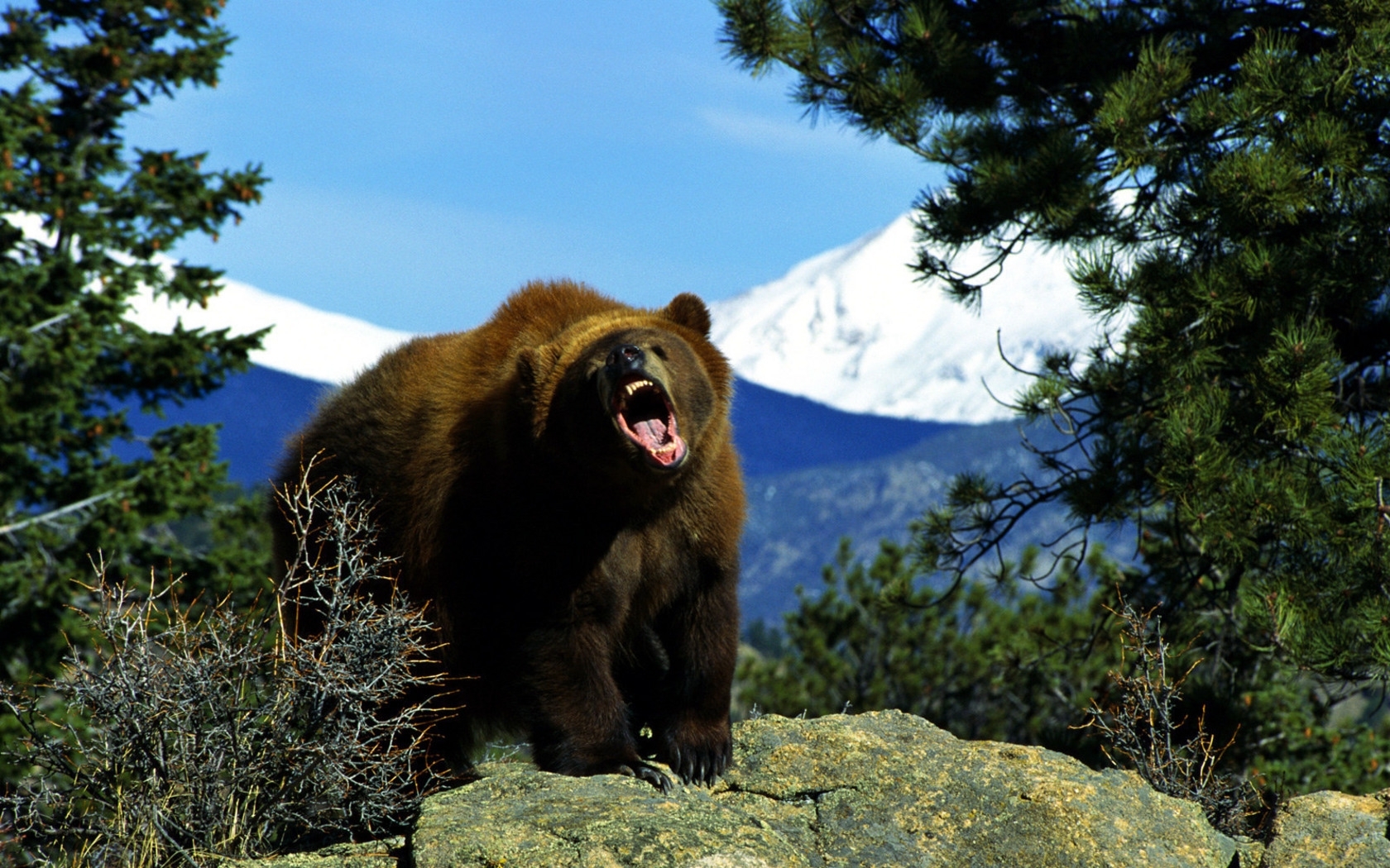 49518 descargar fondo de pantalla animales, bears: protectores de pantalla e imágenes gratis