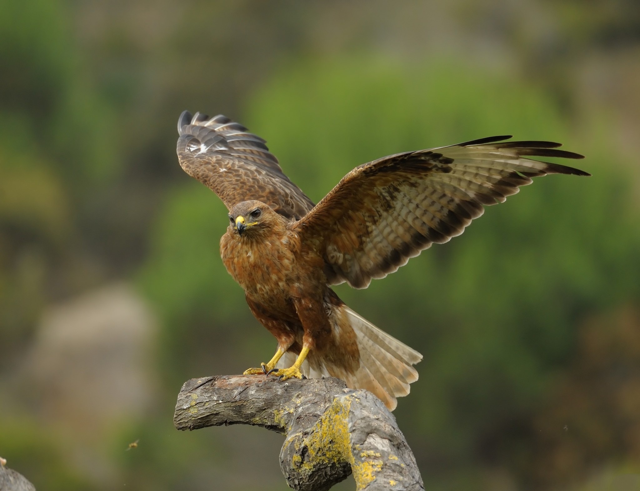 Download mobile wallpaper Birds, Bird, Animal, Hawk, Bird Of Prey for free.