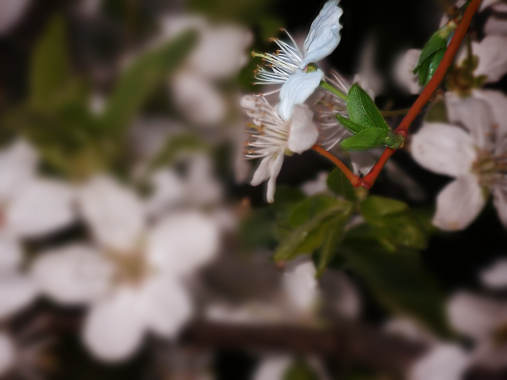 flowers, leaves, branch, color, stamens