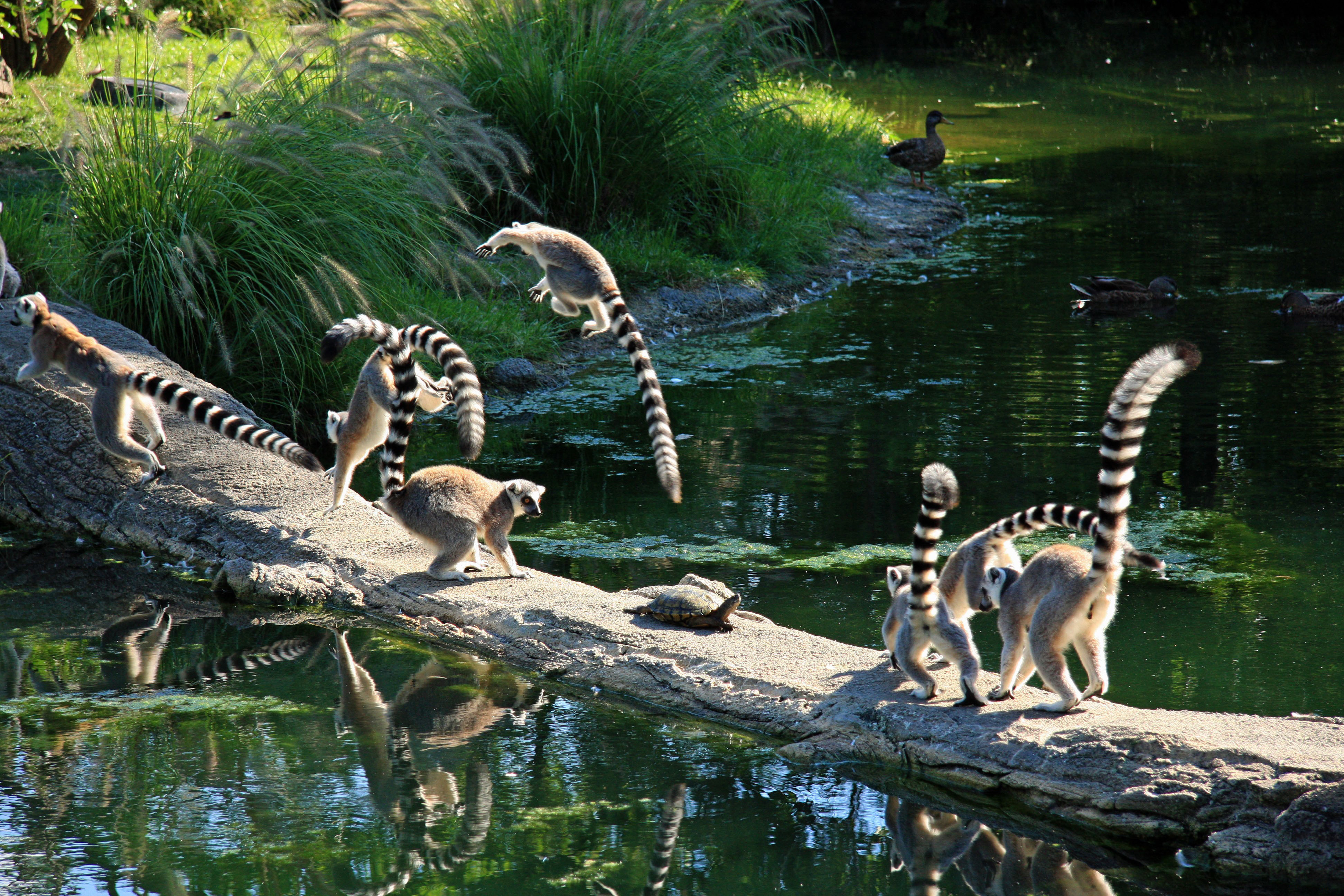animal, lemur, monkeys