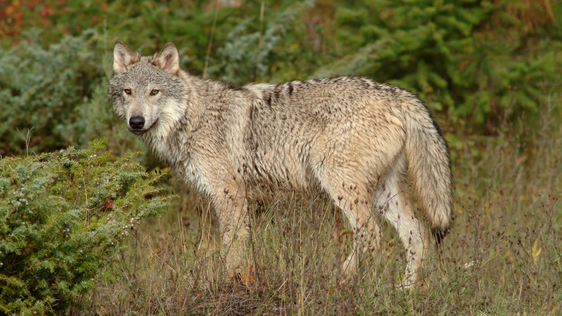 Téléchargez gratuitement l'image Wolves, Loup, Animaux sur le bureau de votre PC