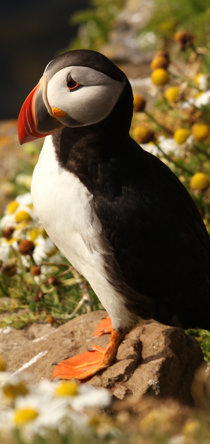 Download mobile wallpaper Birds, Bird, Animal, Puffin for free.