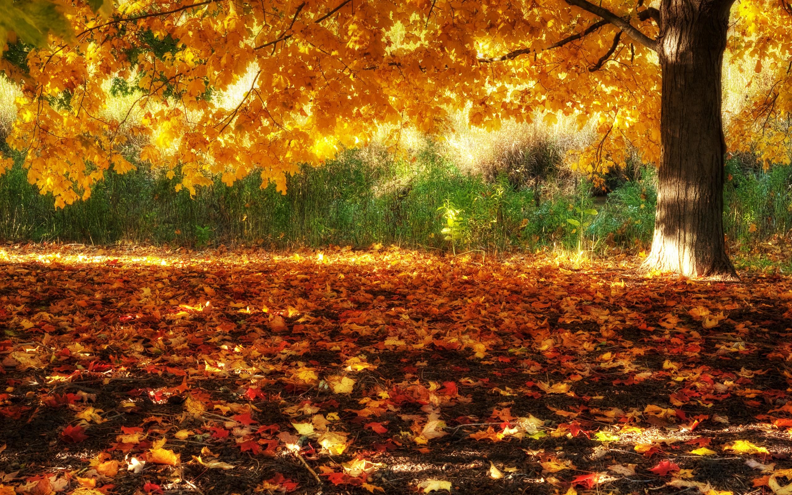 Free download wallpaper Tree, Fall, Branch, Earth on your PC desktop