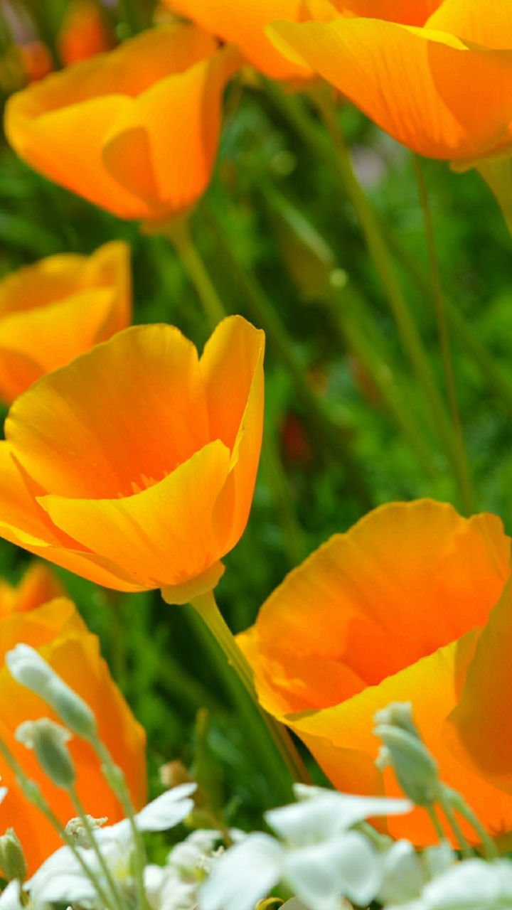 Handy-Wallpaper Natur, Blumen, Mohn, Blume, Erde/natur, Orangene Blume kostenlos herunterladen.