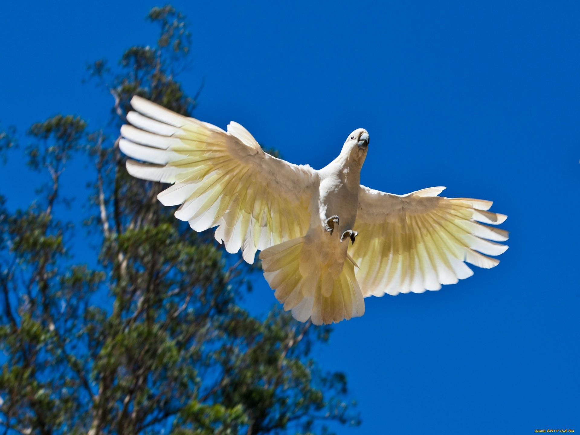 animal, sulphur crested cockatoo, birds
