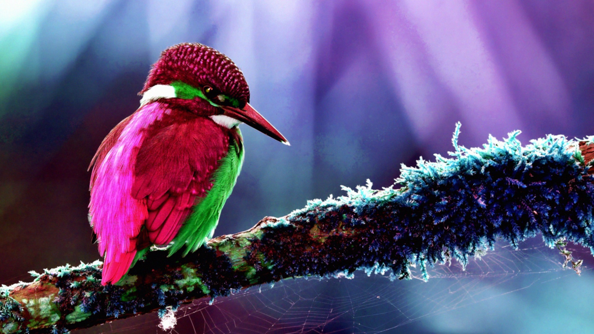Descarga gratis la imagen Martín Pescador, Aves, Animales en el escritorio de tu PC