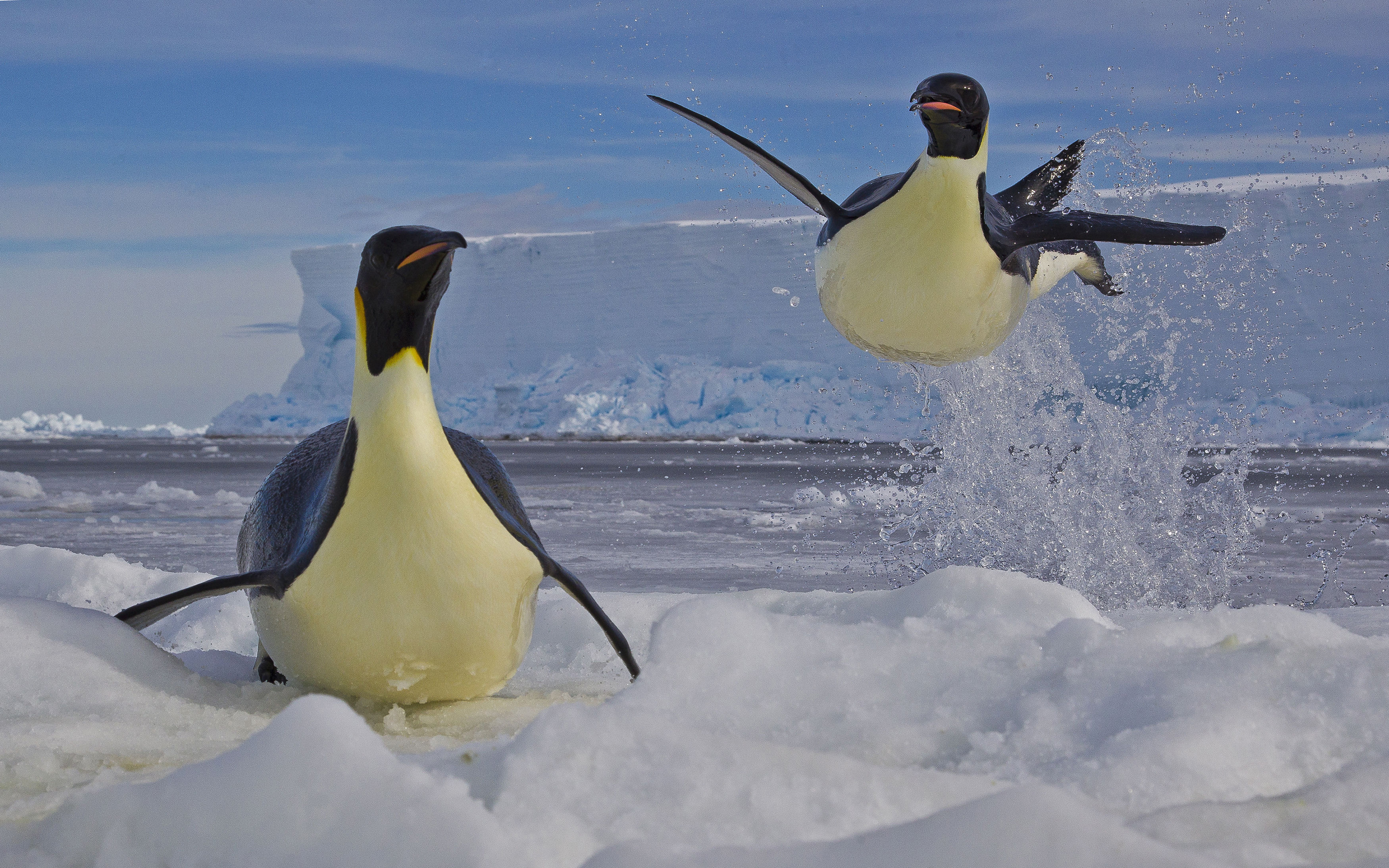 animal, penguin, emperor penguin, ice, playing, snow, birds