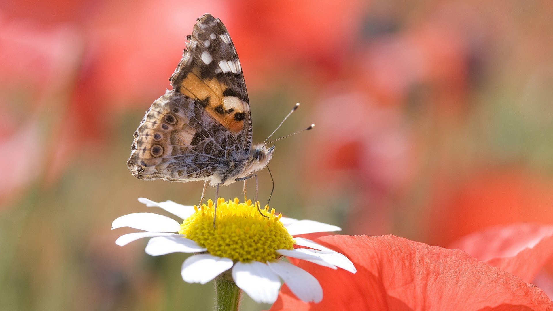 Téléchargez des papiers peints mobile Animaux, Fleur, Insecte, Papillon gratuitement.