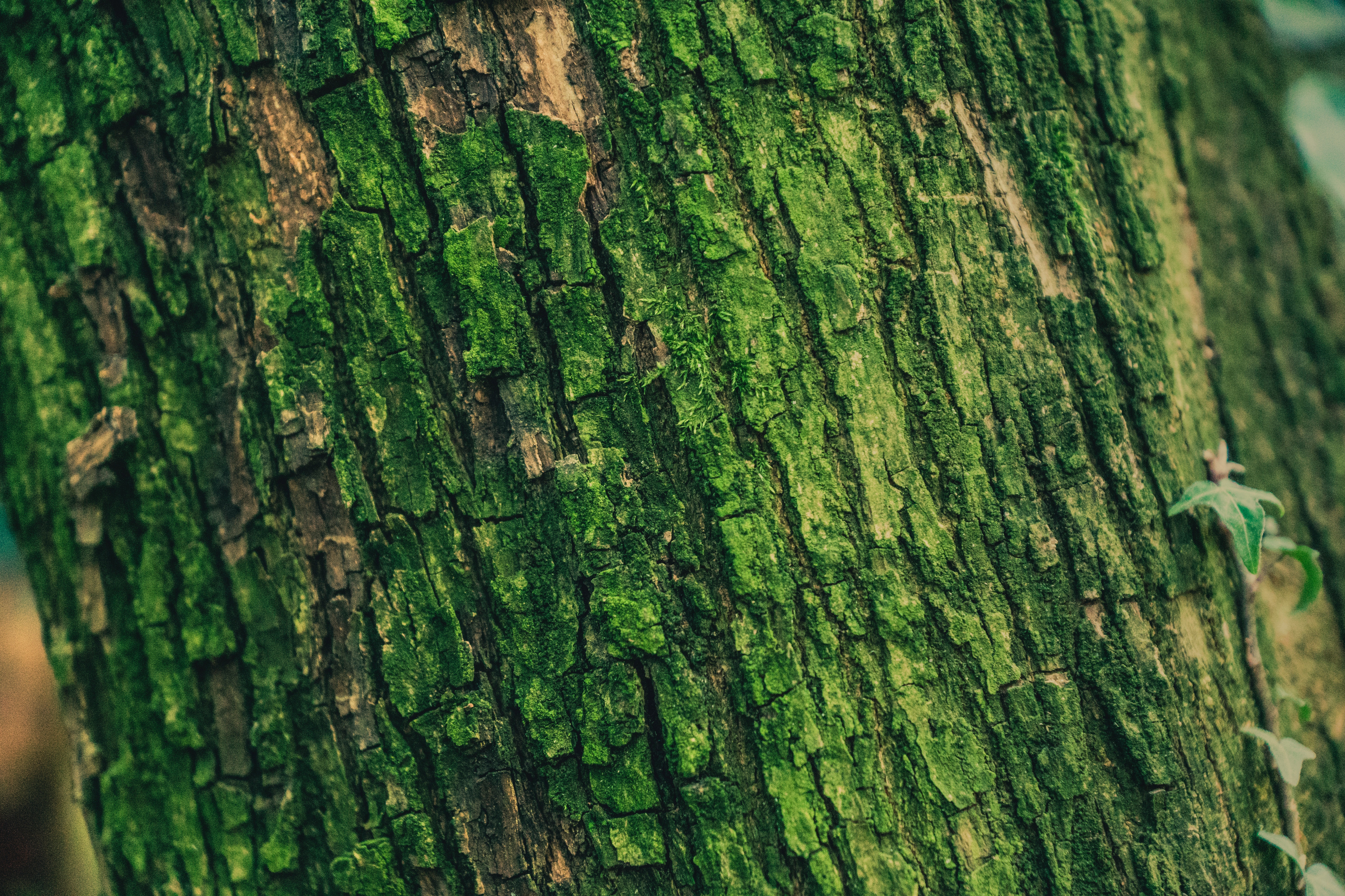 moss, texture, textures, green, wood, tree, surface, relief, bark cellphone