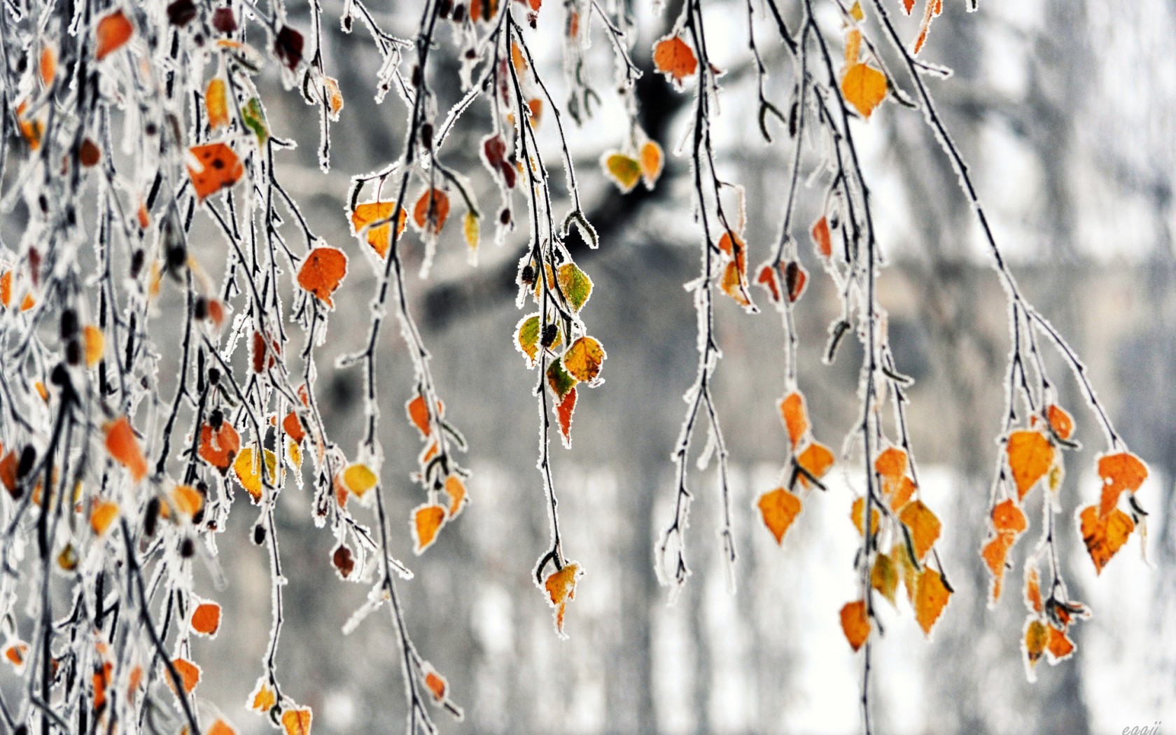 Free download wallpaper Landscape, Leaves, Ice, Trees on your PC desktop